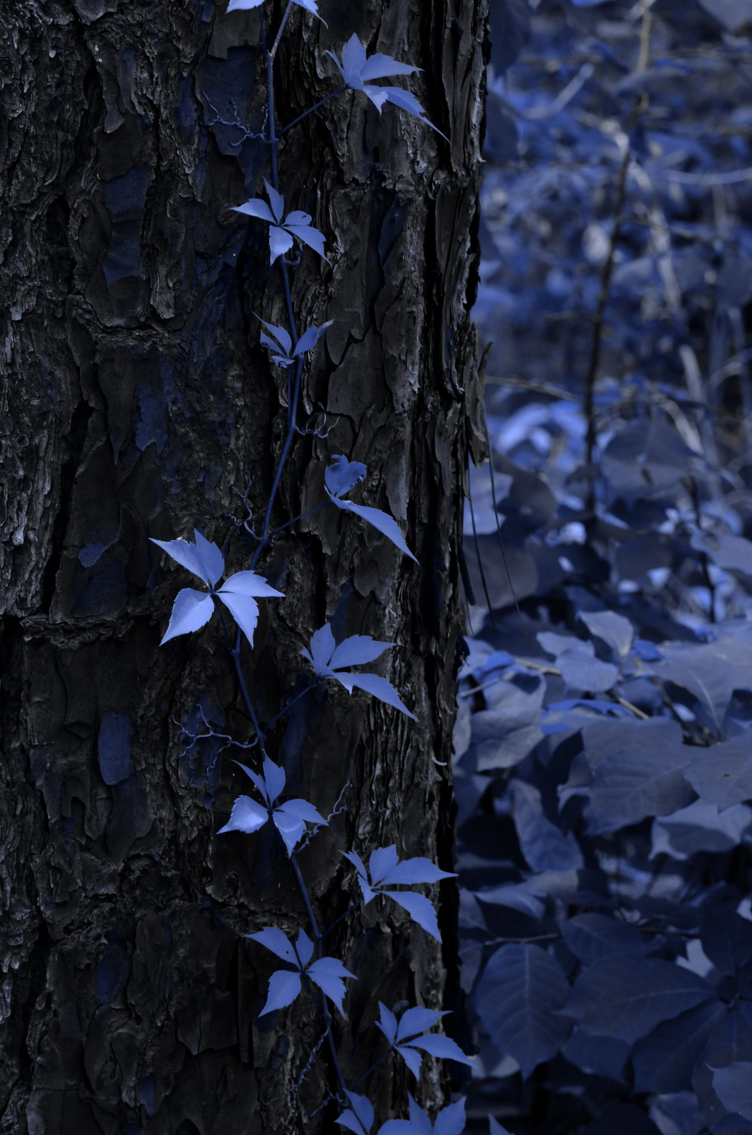 blue 3.jpg