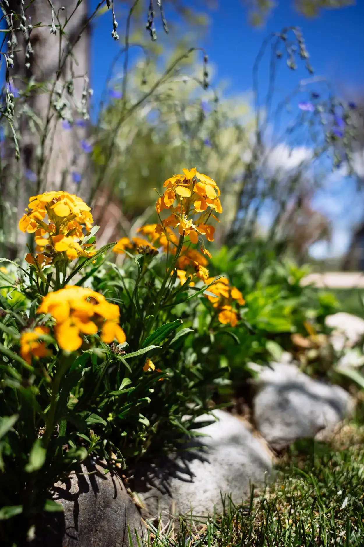 Close-up view of yellow flowering plants growing along a garden path with rocks, under a blue sky.