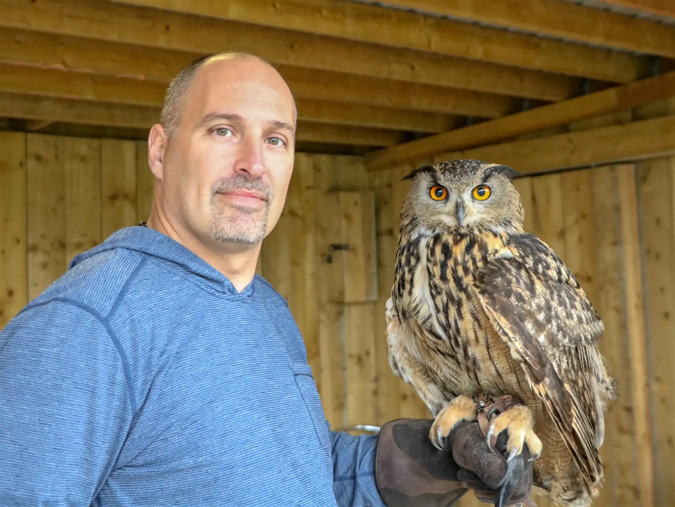 A man wearing a blue hoodie and glove holding a large owl inside a wooden structure.