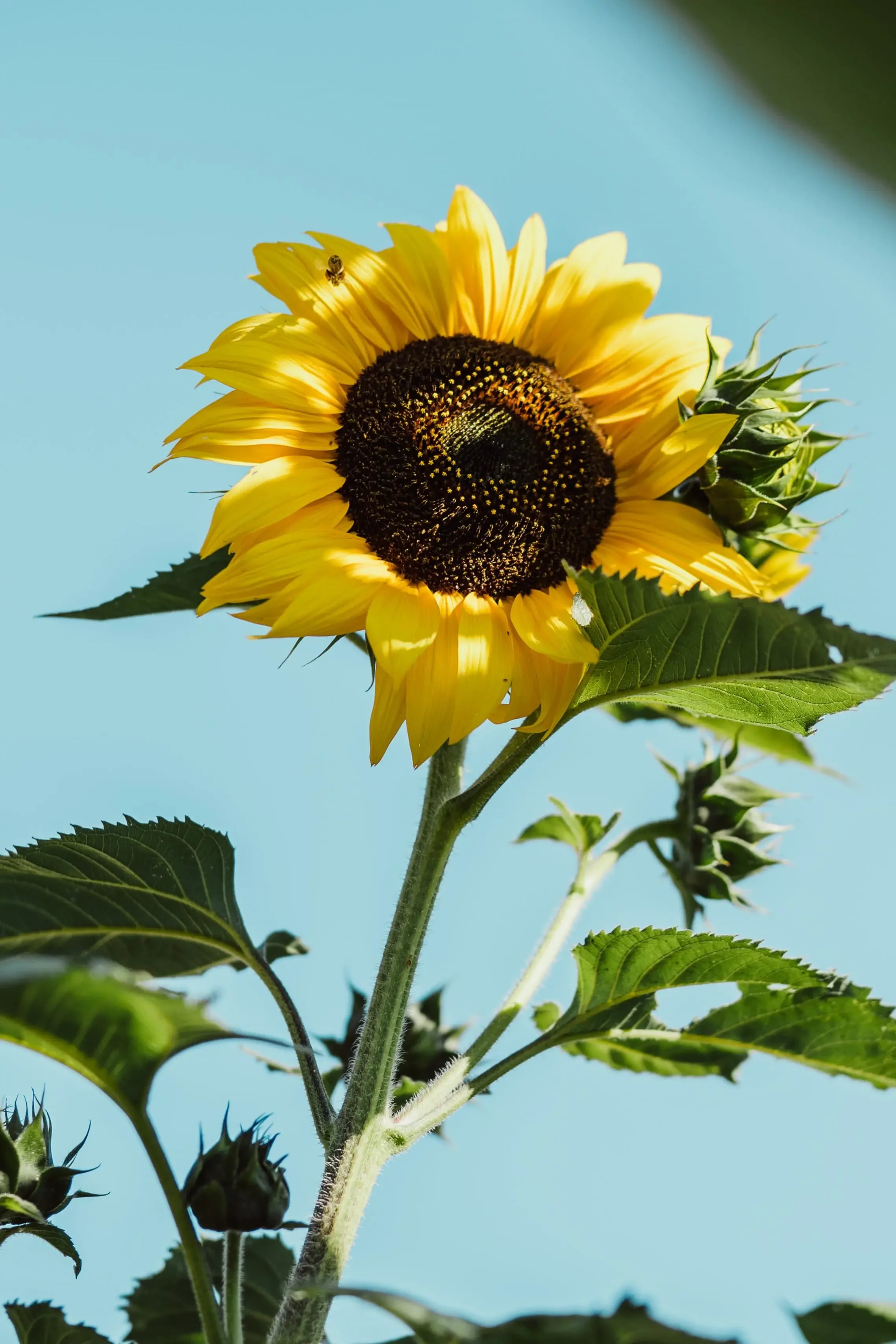 A blooming sunflower with a bee on one of its yellow petals, against a clear blue sky.
