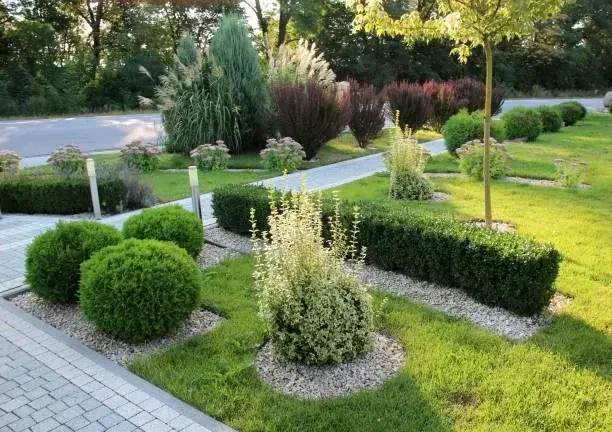 A landscaped front yard with neatly trimmed bushes, a small tree, and a paved pathway surrounded by grass and other plants.