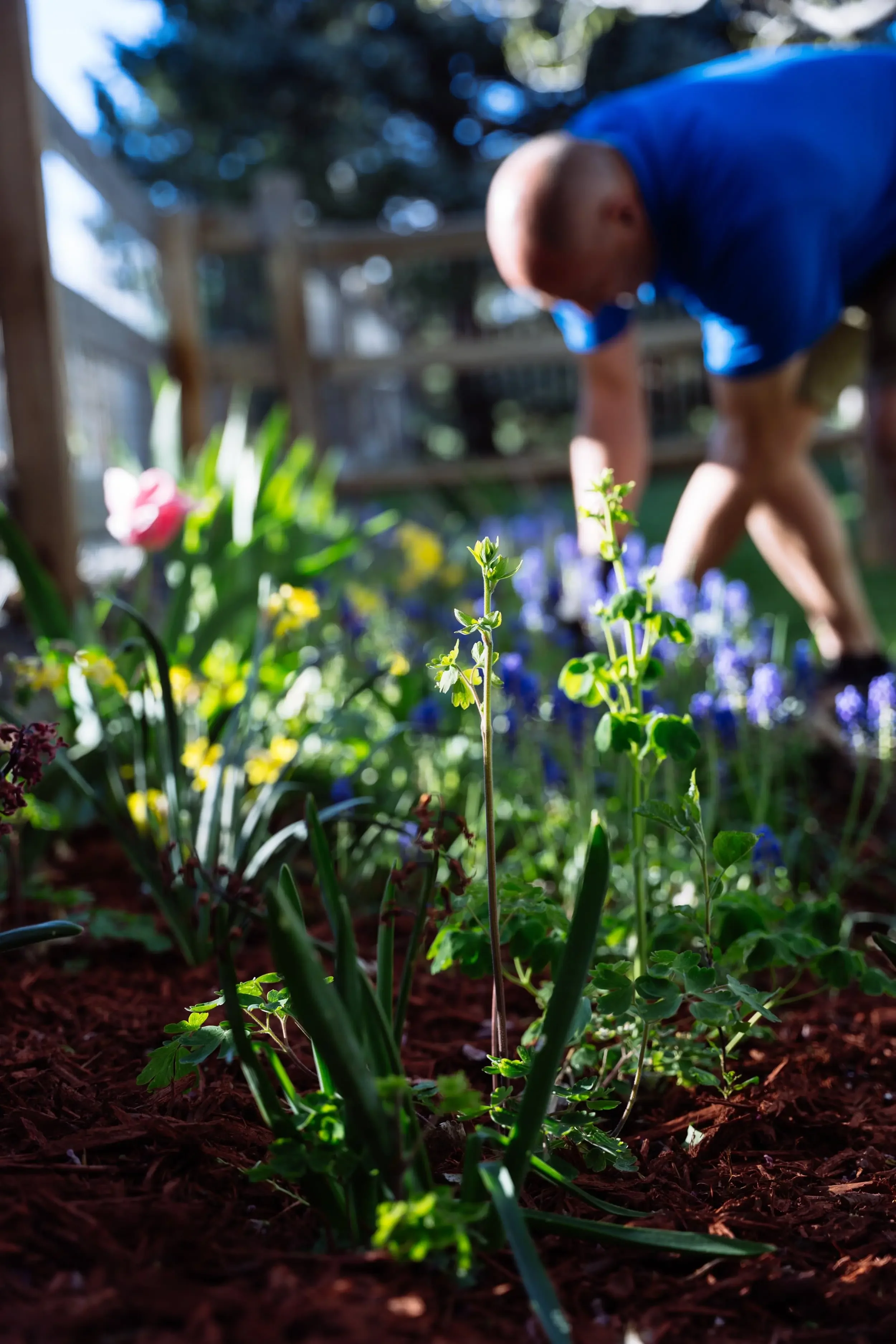 Close-up of blooming flowers and plants in a garden with a person in the background working among the plants.