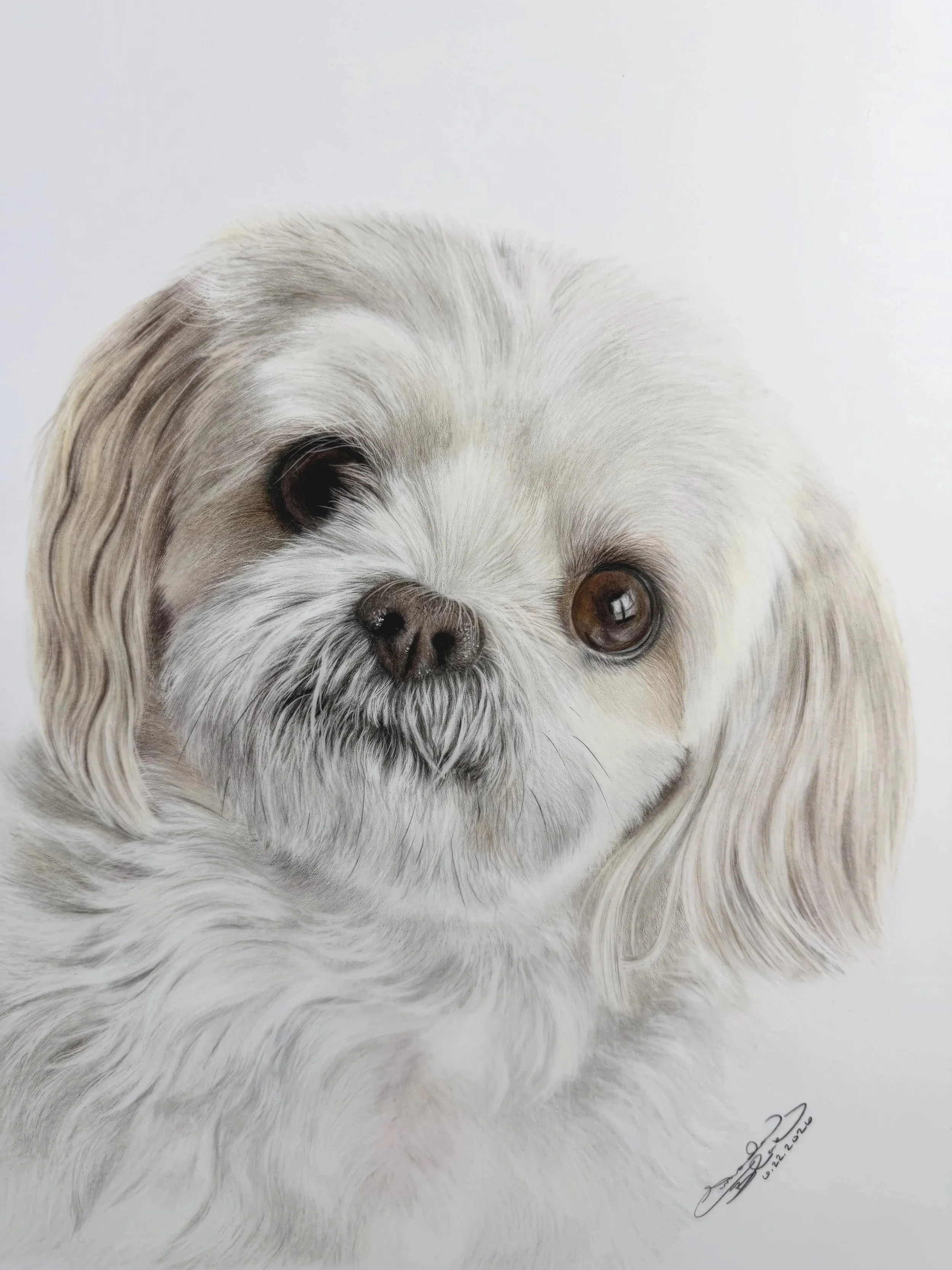 A realistic colored pencil portrait of a small, fluffy white dog with dark eyes and a black nose, signature and date in the bottom right corner.
