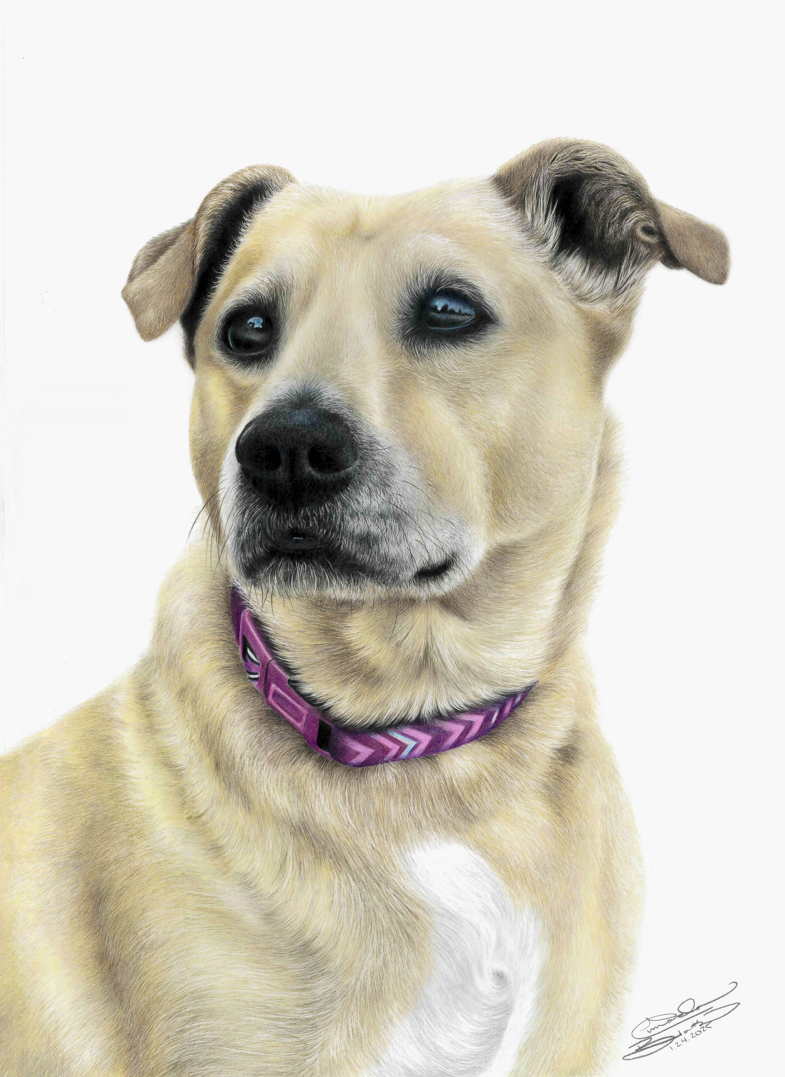 A realistic colored pencil portrait of a yellow dog with a black nose, big dark eyes, and floppy ears, wearing a purple collar, against a white background.