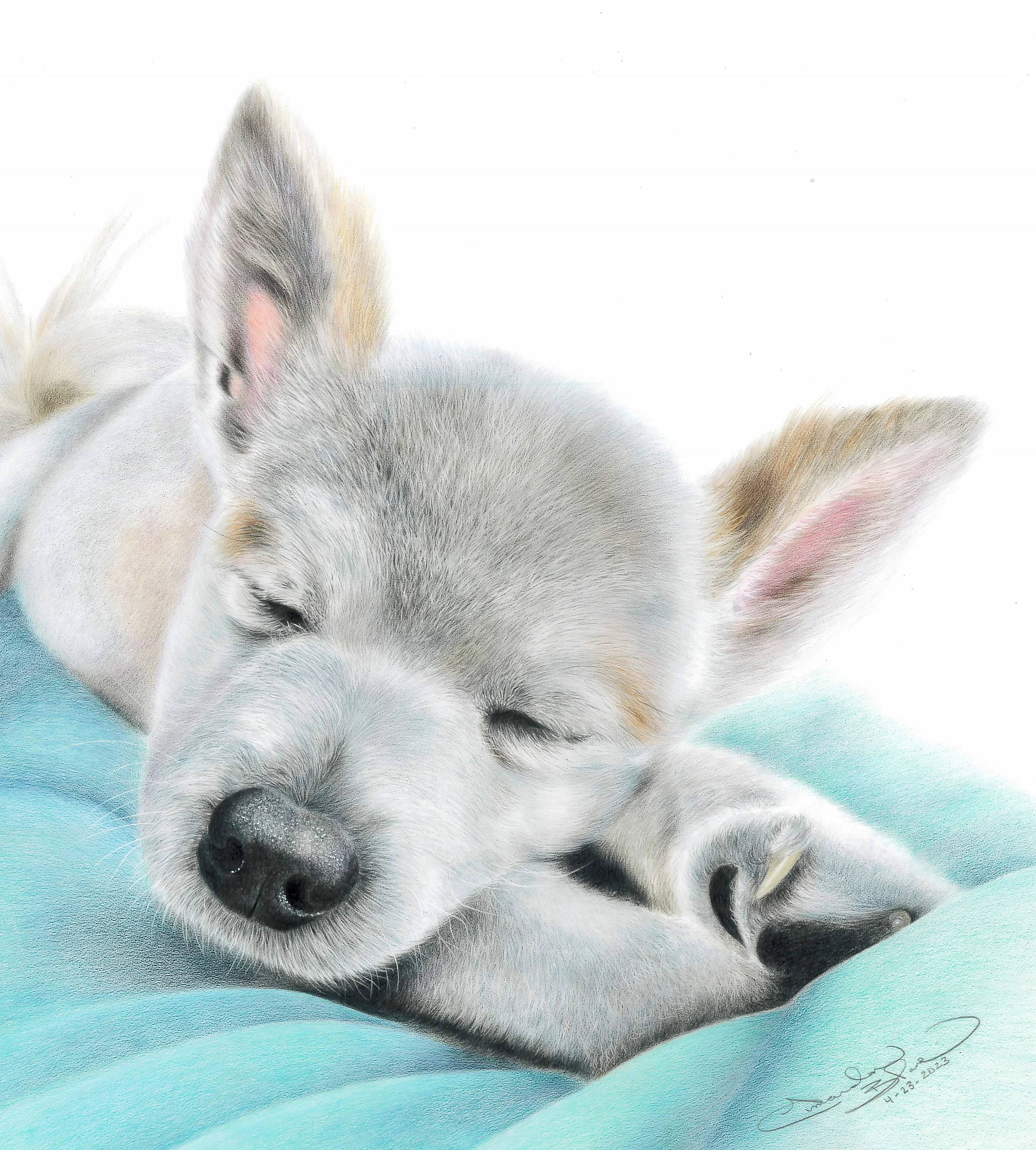 A realistic colored pencil drawing of a sleeping white pomeranian chihuahua with gray accents, lying on a greenish-blue surface with a white background.