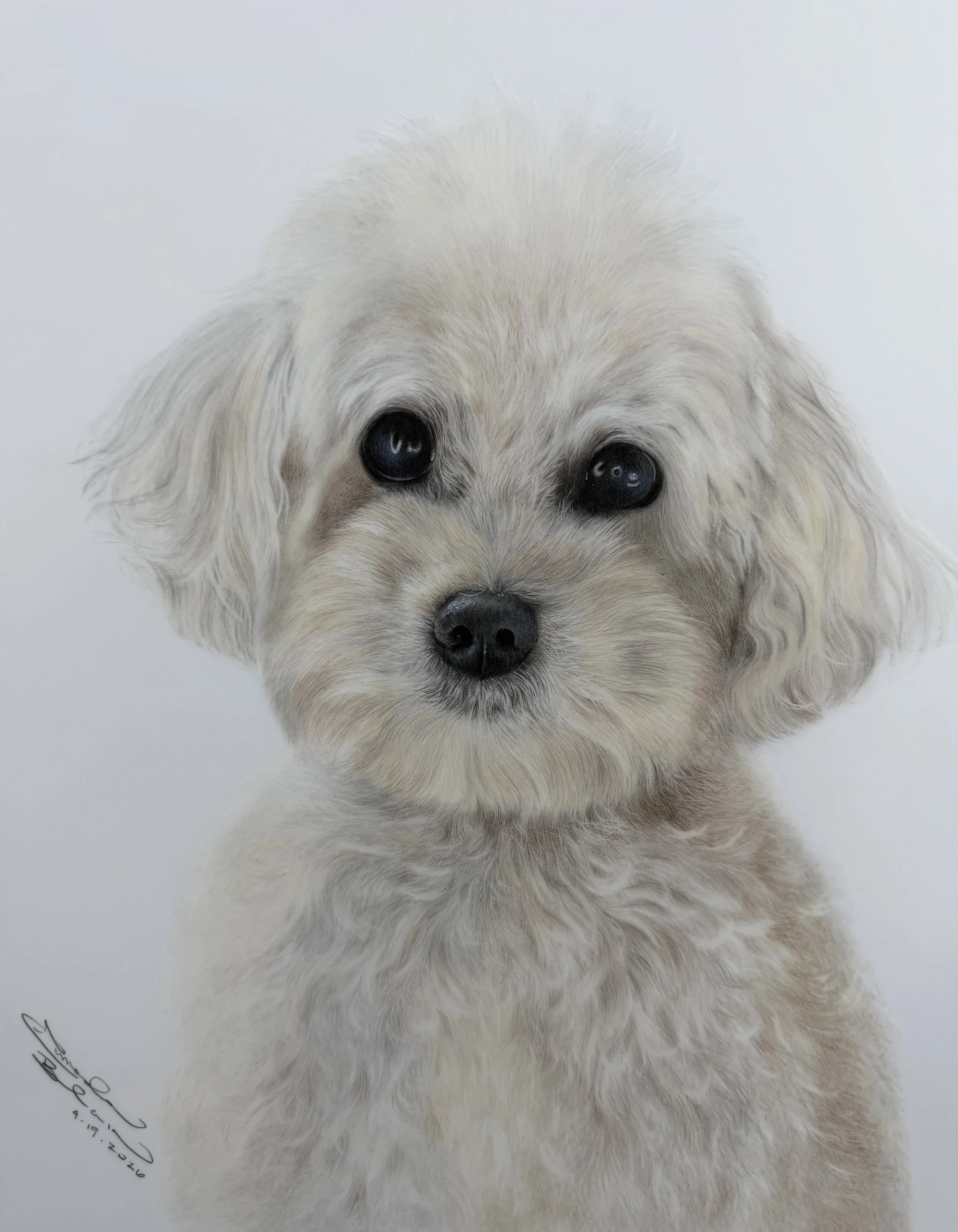 A realist colored pencil drawing of a fluffy white puppy with big shiny black eyes, a black nose, and soft fur, on a plain light gray background.