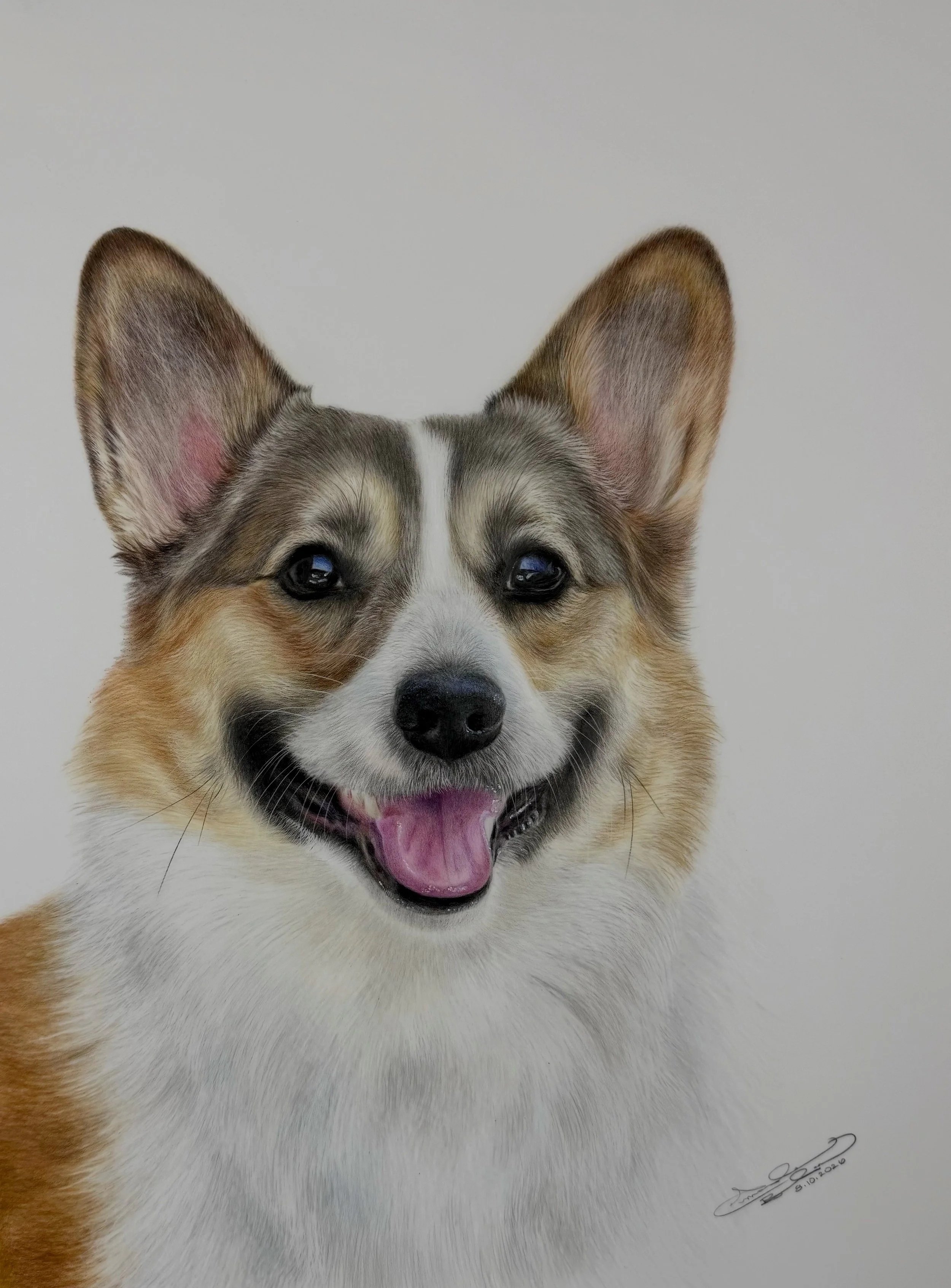 Realistic colored pencil portrait of Penny, a Corgi with sable fur and an alert expression, against a white background.