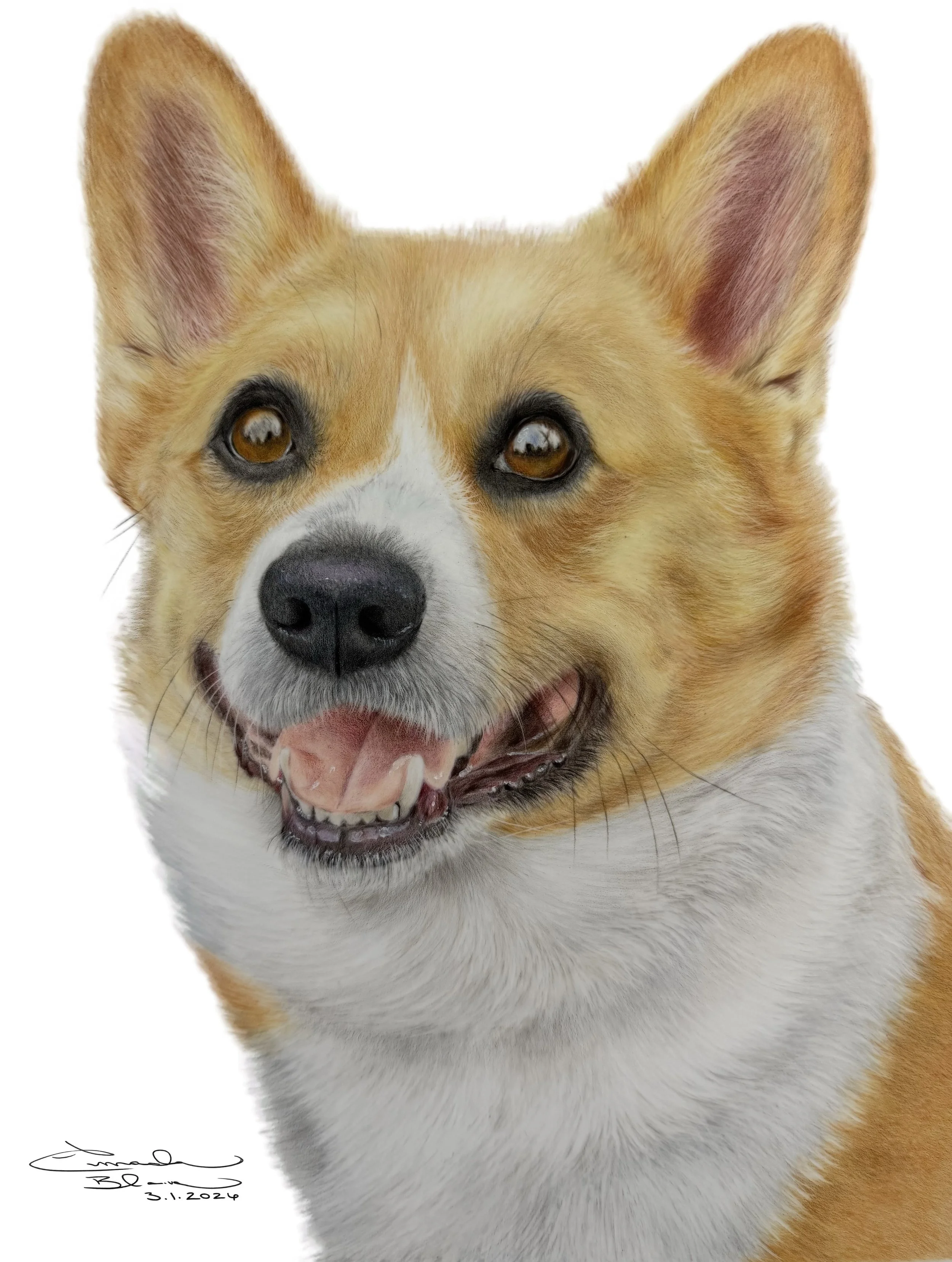 A realistic colored pencil portrait of a cheerful corgi dog with large ears, a black nose, and a happy expression, against a white background.