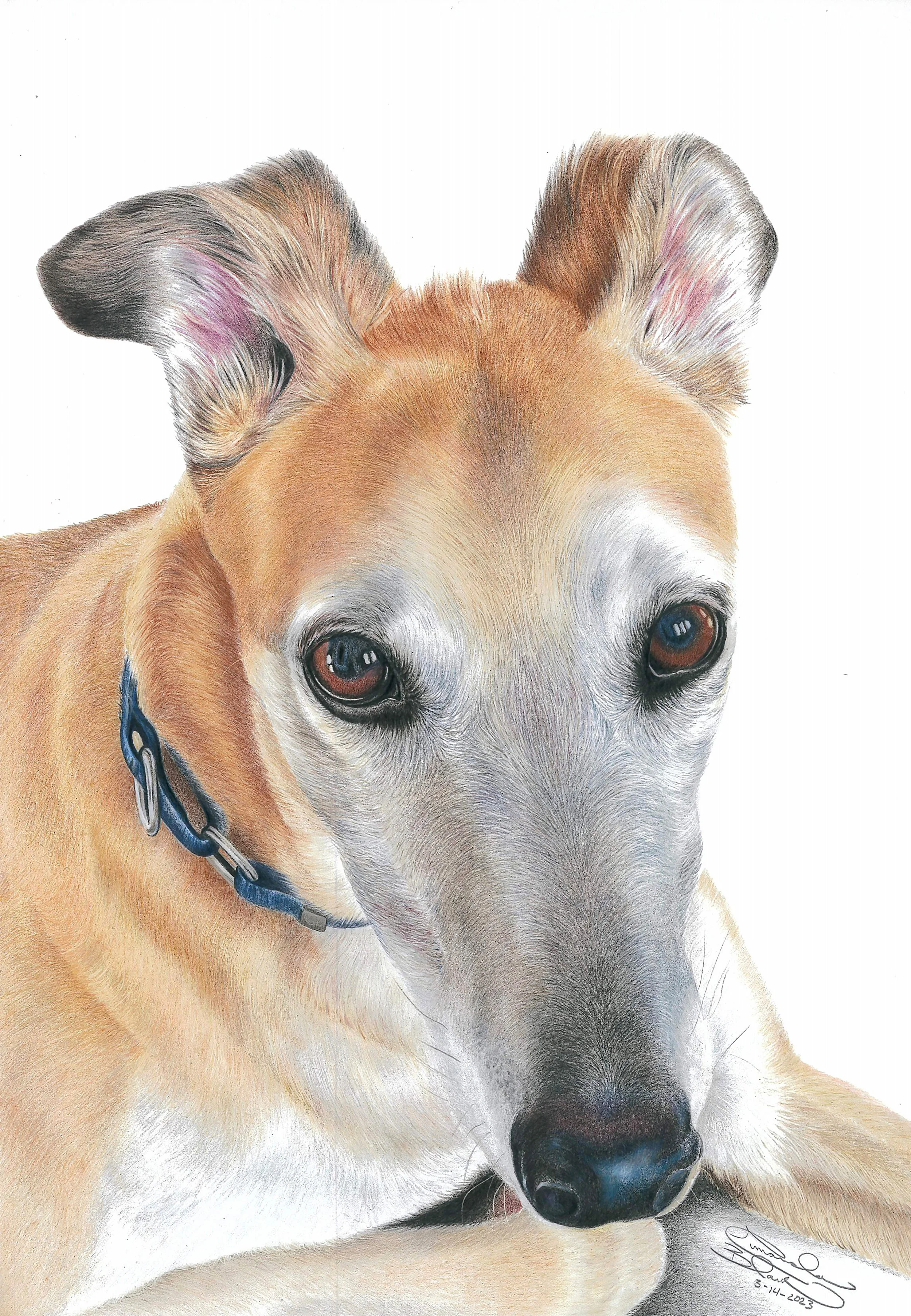 Colored pencil portrait of a young, light-colored greyhound dog with brown eyes, wearing a blue collar, looking down with ears perked up, against a white background, signed by the artist.