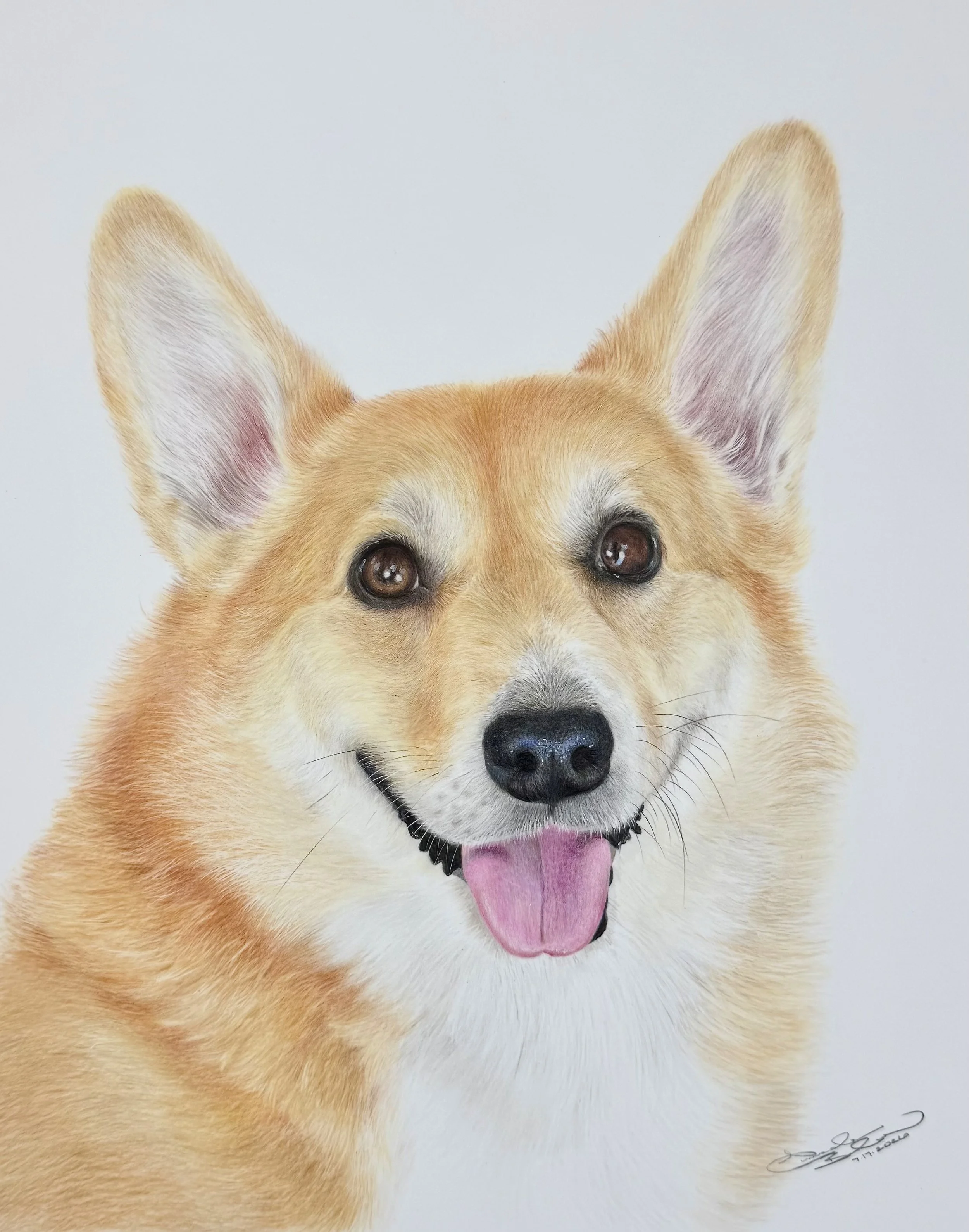 Realistic colored pencil portrait of a Corgi with tan and white fur and an alert expression, against a white background.