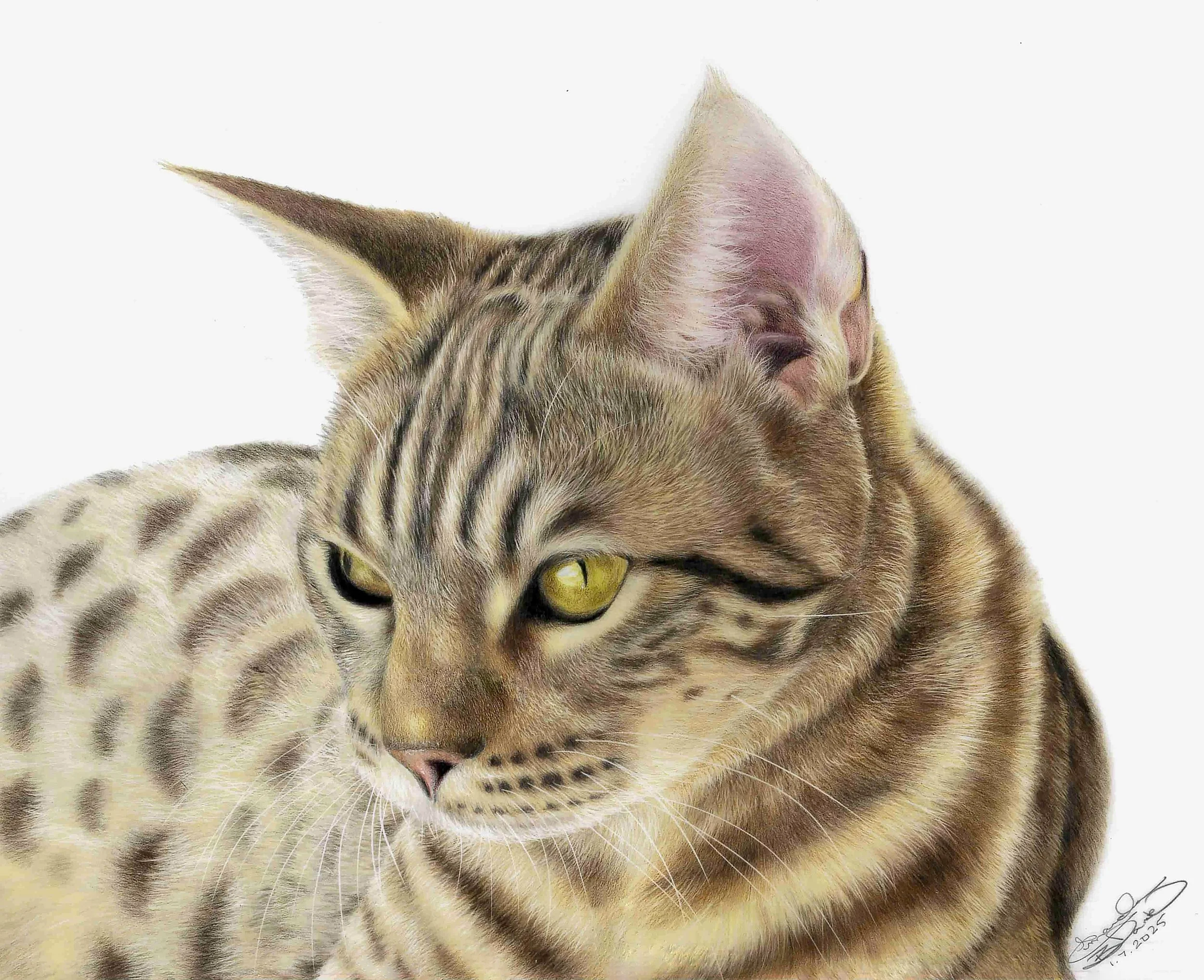 A realistic colored pencil portrait of a bengal cat with yellow-green eyes and detailed striped fur, looking downwards.