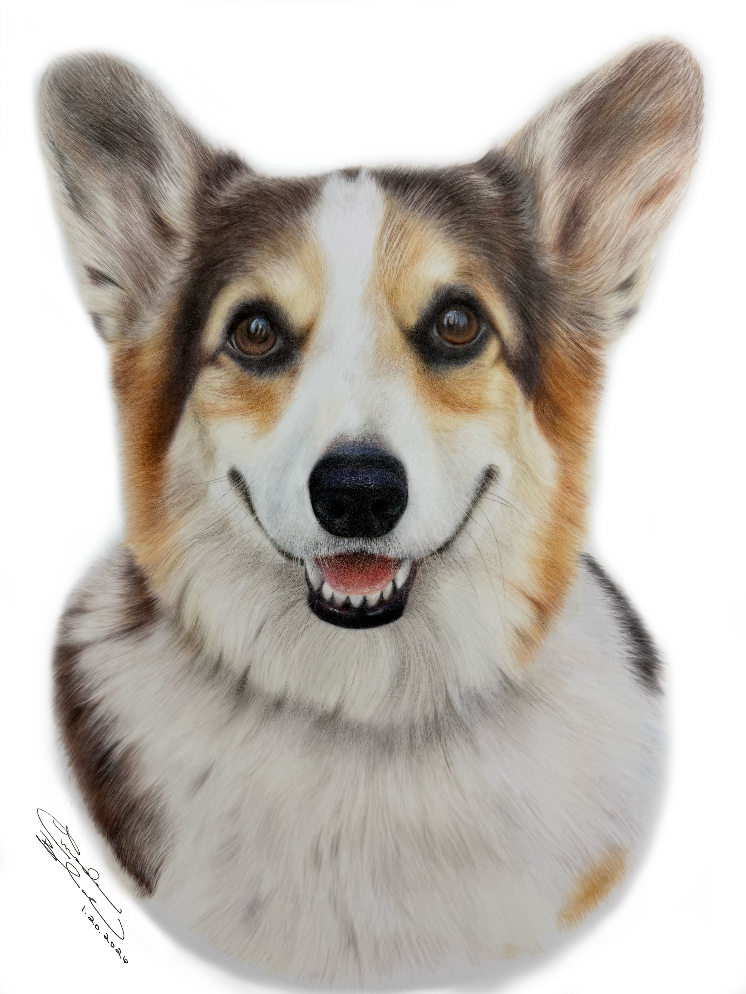 Colored pencil portrait of Graffiti the corgi,  a happy corgi dog with brown eyes, white and brown fur, and a friendly expression, against a white background.