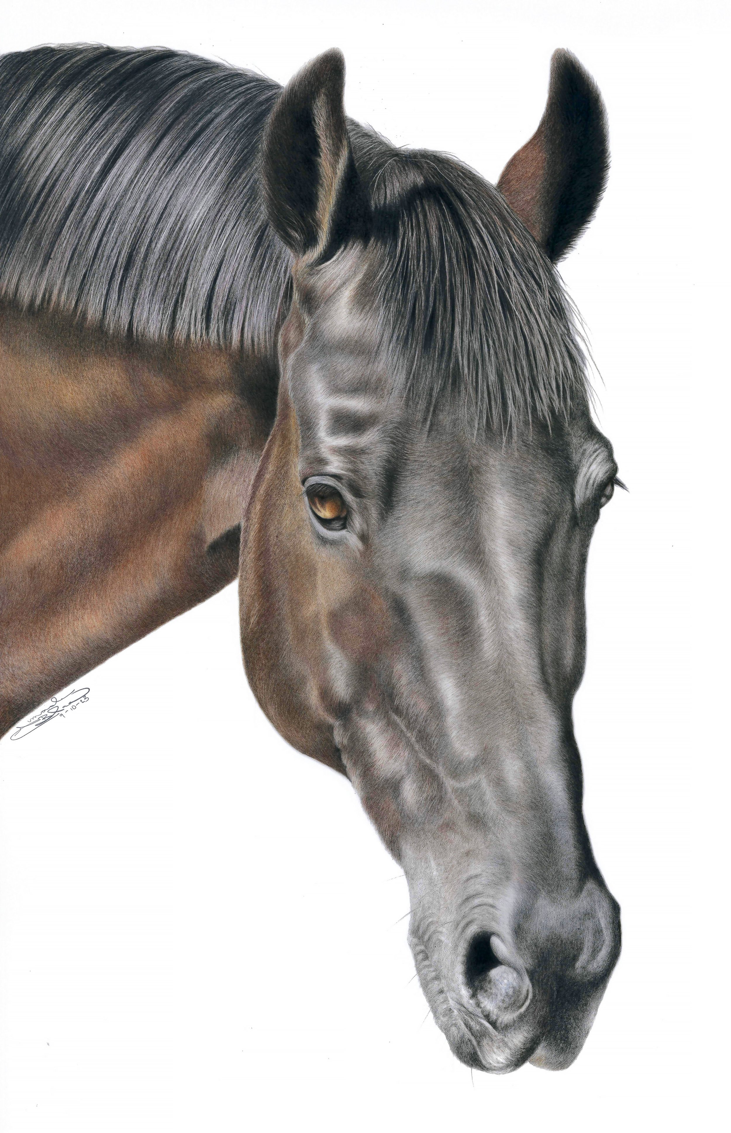 A realistic colored pencil portrait of a brown horse's head and part of its neck, with a detailed view of the horse's mane, ear, and eye, against a plain white background.
