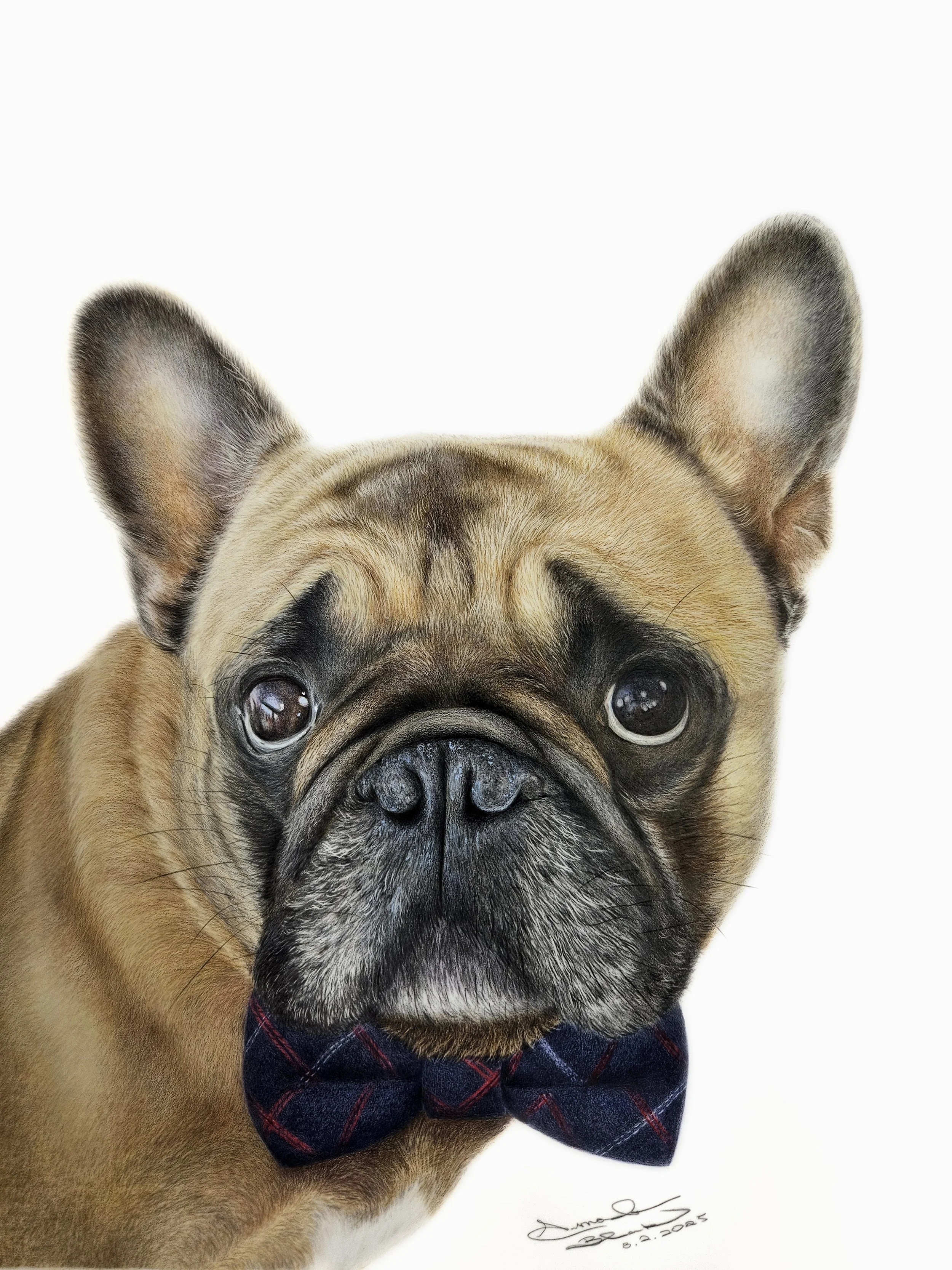 A realistic colored pencil portrait of a French Bulldog wearing a dark plaid bow tie, with a white background.