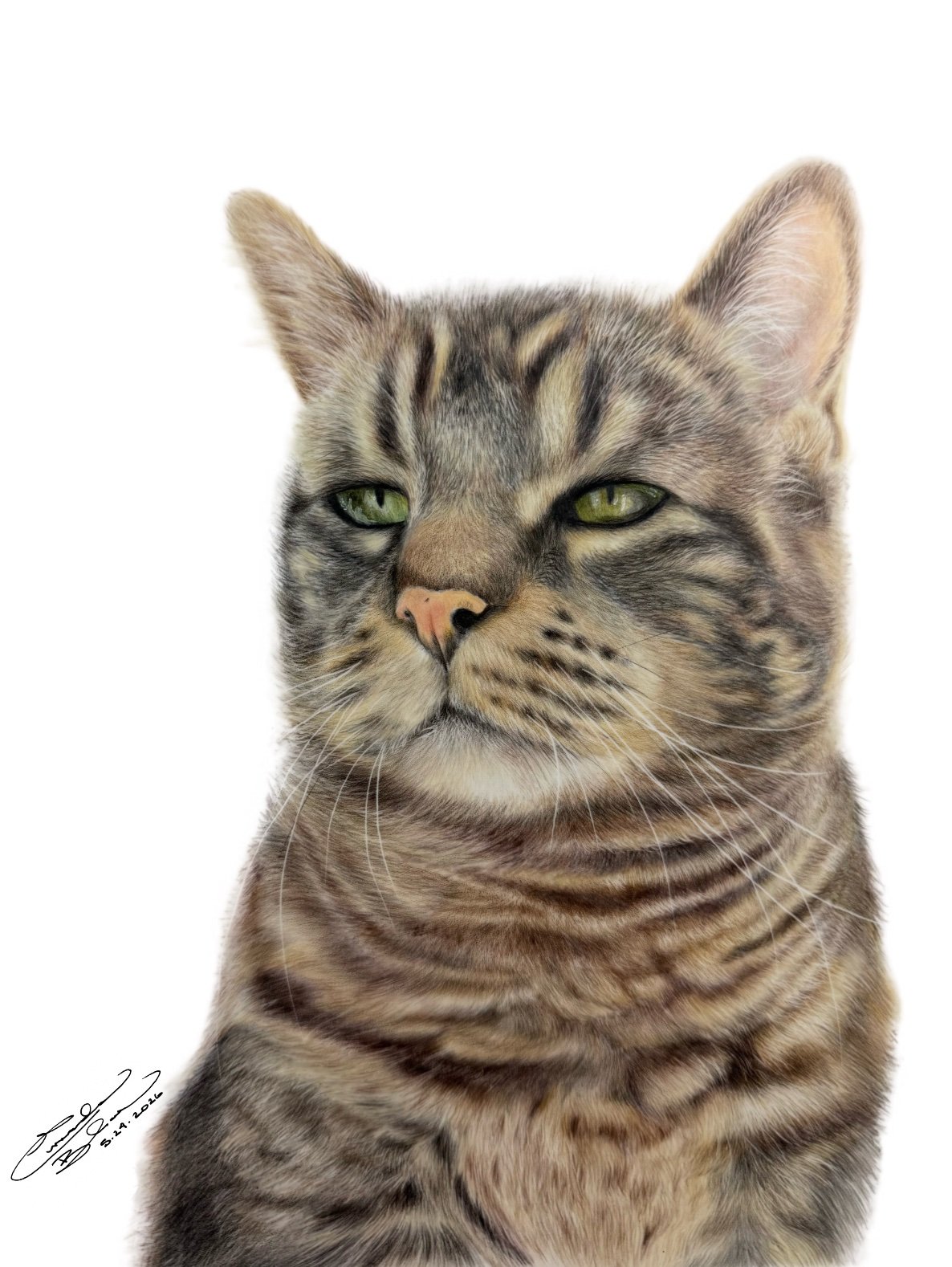 A realistic colored pencil portrait of a tabby cat with green eyes and a serious expression on a white background.