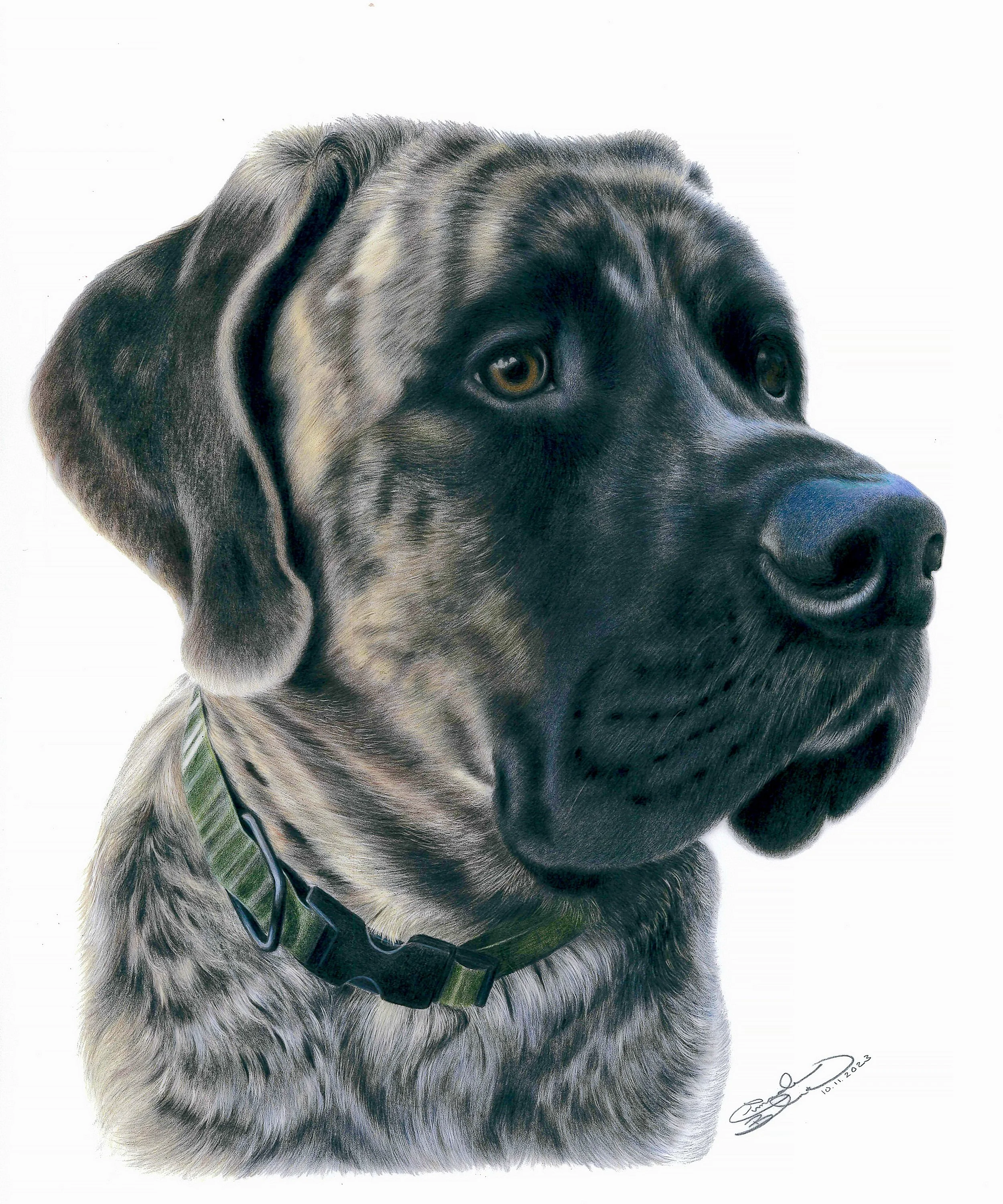 Colored pencil portrait of a mastiff dog with black and gray fur, wearing a black collar and a green leash, with detailed fur texture and an attentive expression against a white background. Signed and dated in the bottom right corner.