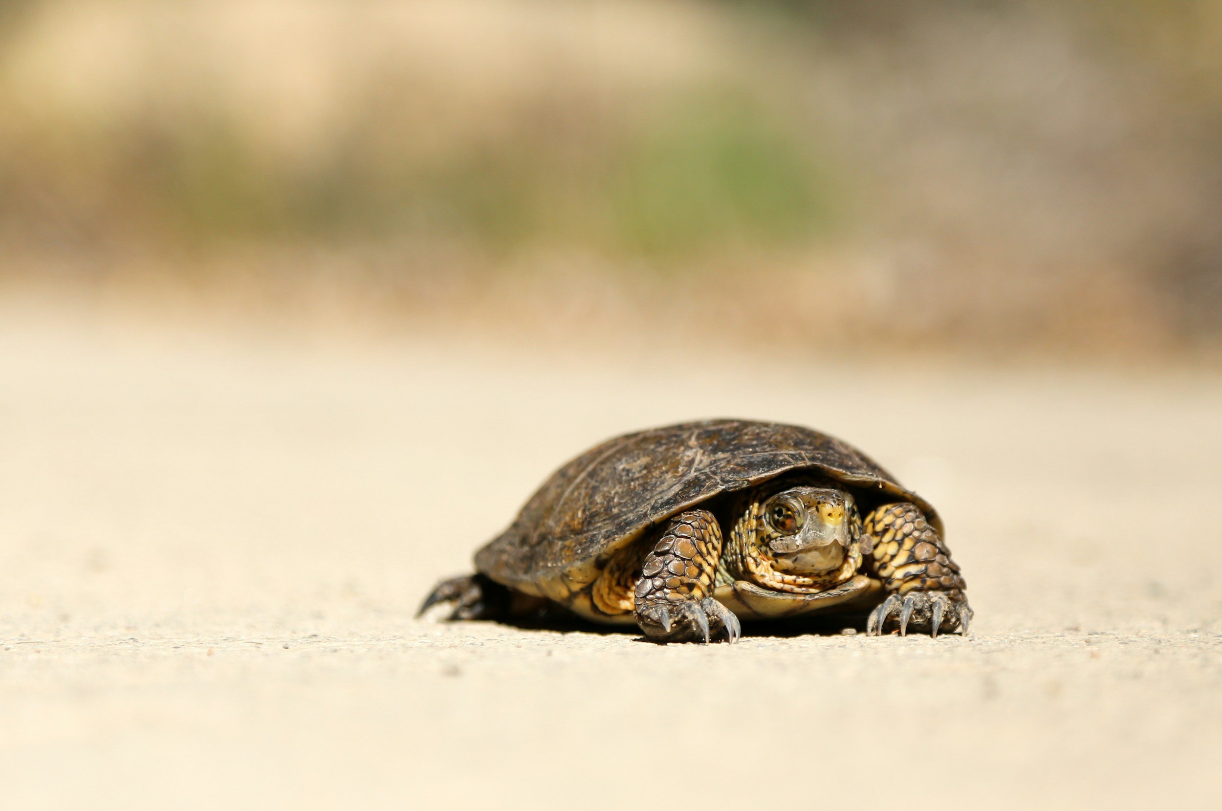 The Art of Slowing Down: How Mindful Creativity Heals the Soul