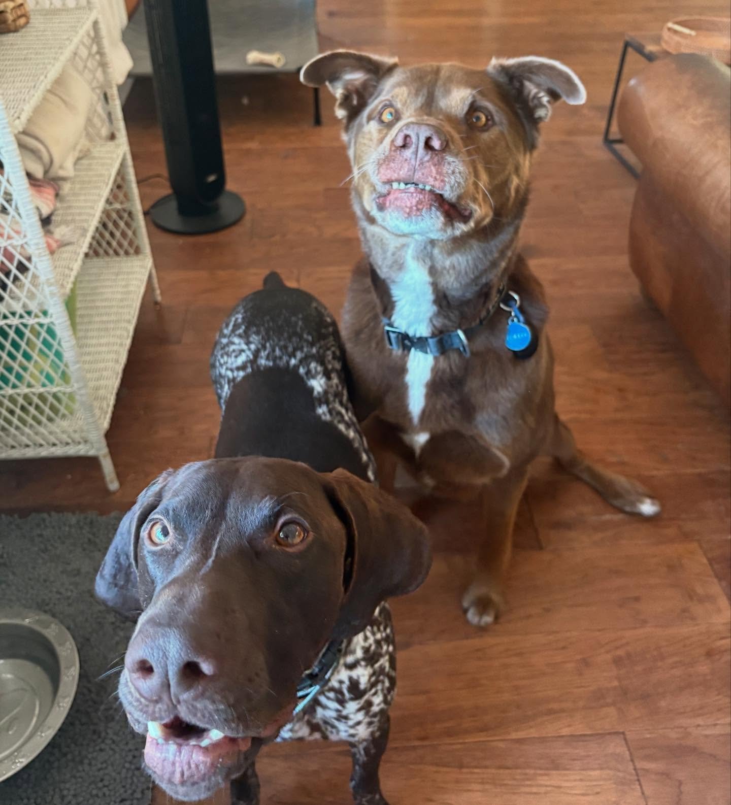 Hanky and Toklo saying &ldquo;cheeseeeee&rdquo; 🧀 

#donnerdog #dogpack #dogwalkingtruckee #truckee #furfriends #truckeetahoedogs #tahoedogs #furbabies #lakedogs #mountainadventures
#truckeedogsitting #truckeedogwalking