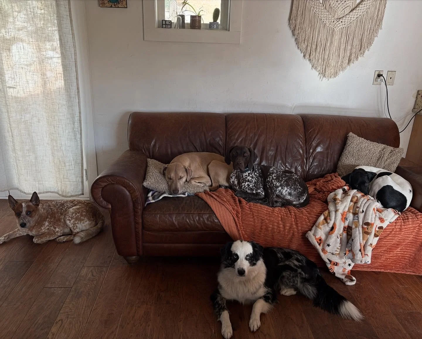 sleepy boys 💤 

We&rsquo;ve got Ralph, Scout, Hank, Rio, and Toby 🐾 

#donnerdog #dogpack #dogwalkingtruckee #truckee #furfriends #truckeetahoedogs #tahoedogs #furbabies #lakedogs #mountainadventures
#truckeedogsitting #truckeedogwalking