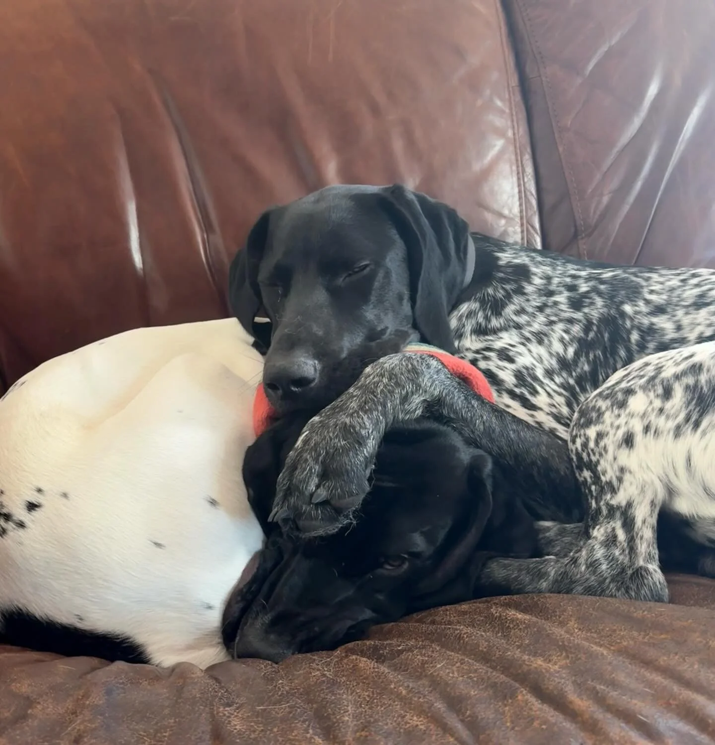 7 month old brothers from @ridgecrestbirddogs 

TOBY x CRUZ 🐾❤️

#donnerdog #dogpack #dogwalkingtruckee #truckee #furfriends #truckeetahoedogs #tahoedogs #furbabies #lakedogs #mountainadventures
#truckeedogsitting #truckeedogwalking