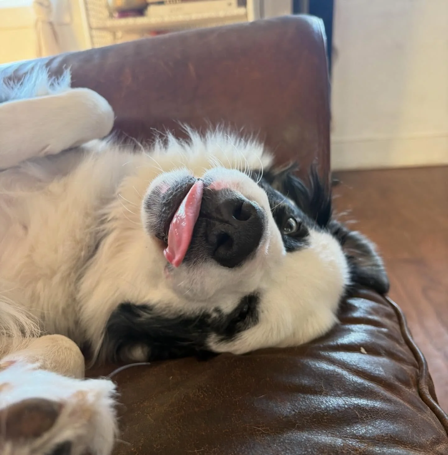 Ohhh Rio 🥰

#donnerdog #dogpack #dogwalkingtruckee #truckee #furfriends #truckeetahoedogs #tahoedogs #furbabies #lakedogs #mountainadventures
#truckeedogsitting #truckeedogwalking