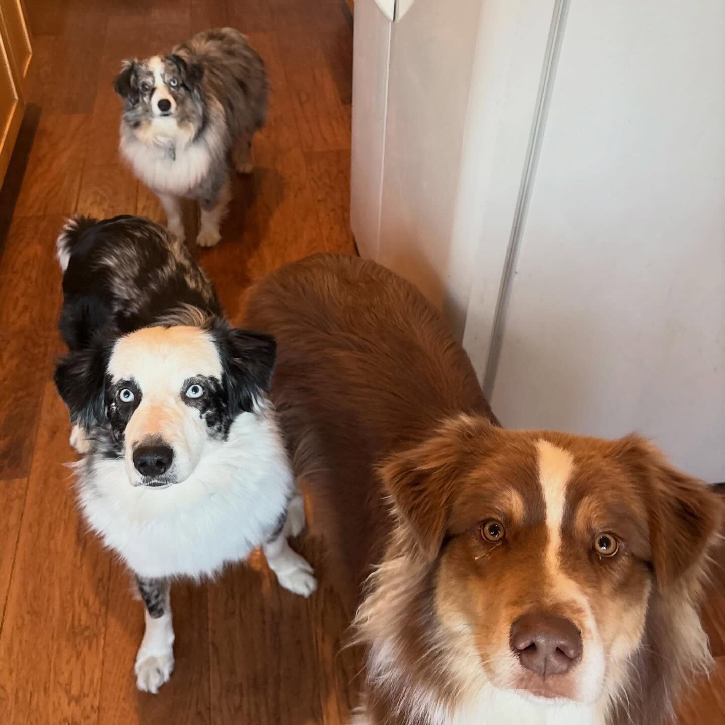 Aussie pawty!!!! 

Freya, Rio, and Jasper 🐾❤️ 

#donnerdog #dogpack #dogwalkingtruckee #truckee #furfriends #truckeetahoedogs #tahoedogs #furbabies #lakedogs #mountainadventures
#truckeedogsitting #truckeedogwalking