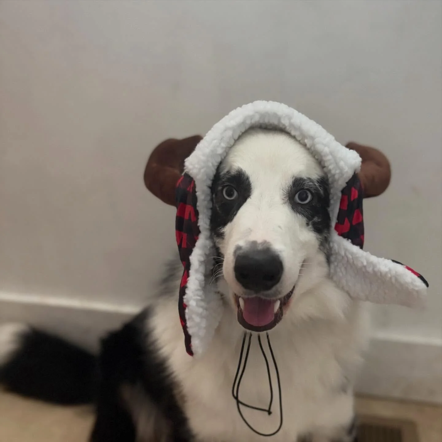 Rio🎅🏻 

#donnerdog #dogpack #dogwalkingtruckee #truckee #furfriends truckeetahoedogs tahoedogs furbabies lakedogs mountainadventures
truckeedogsitting truckeedogwalking