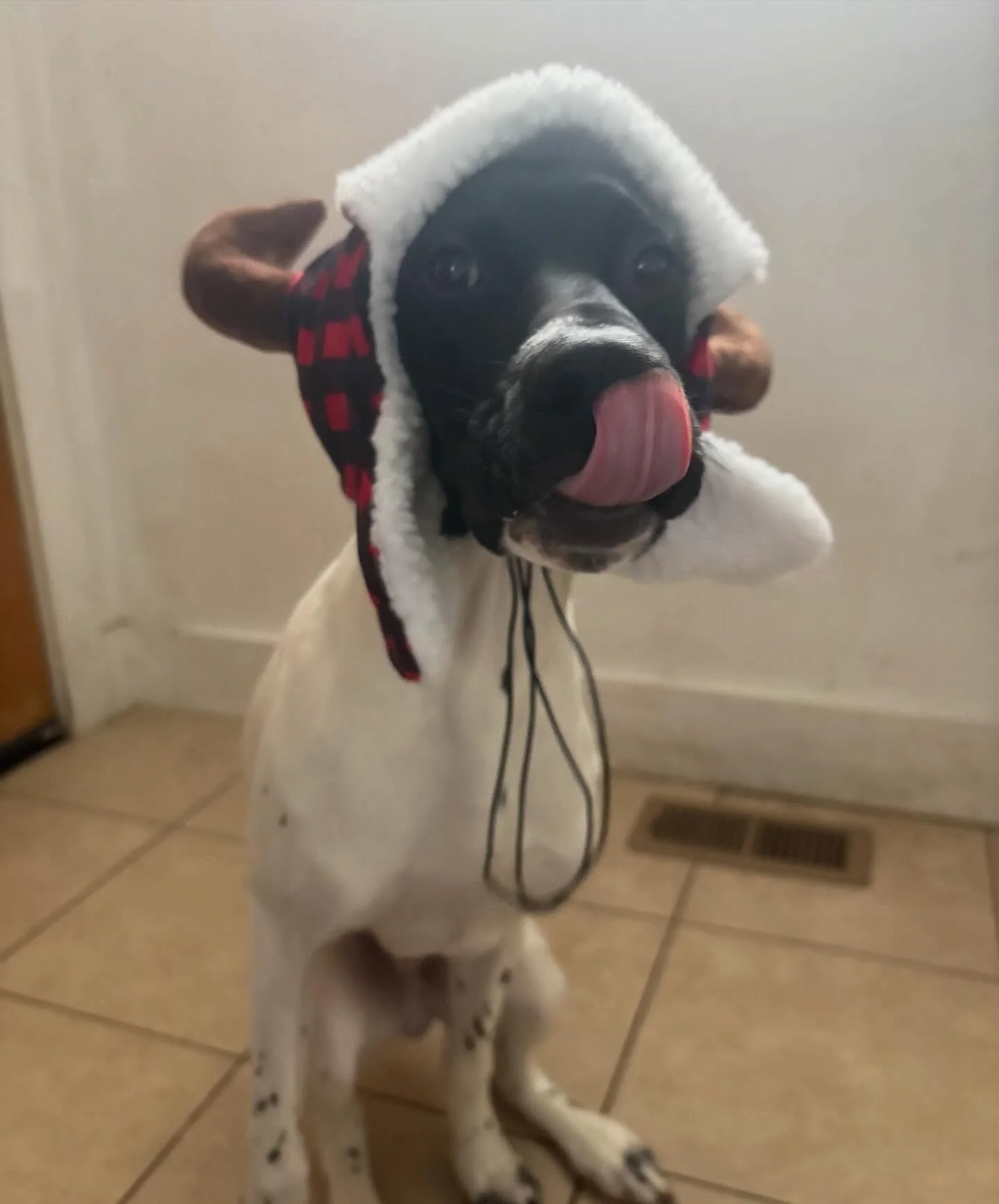 Toby 🎄 

#donnerdog #dogpack #dogwalkingtruckee #truckee #furfriends truckeetahoedogs tahoedogs furbabies lakedogs mountainadventures
truckeedogsitting truckeedogwalking