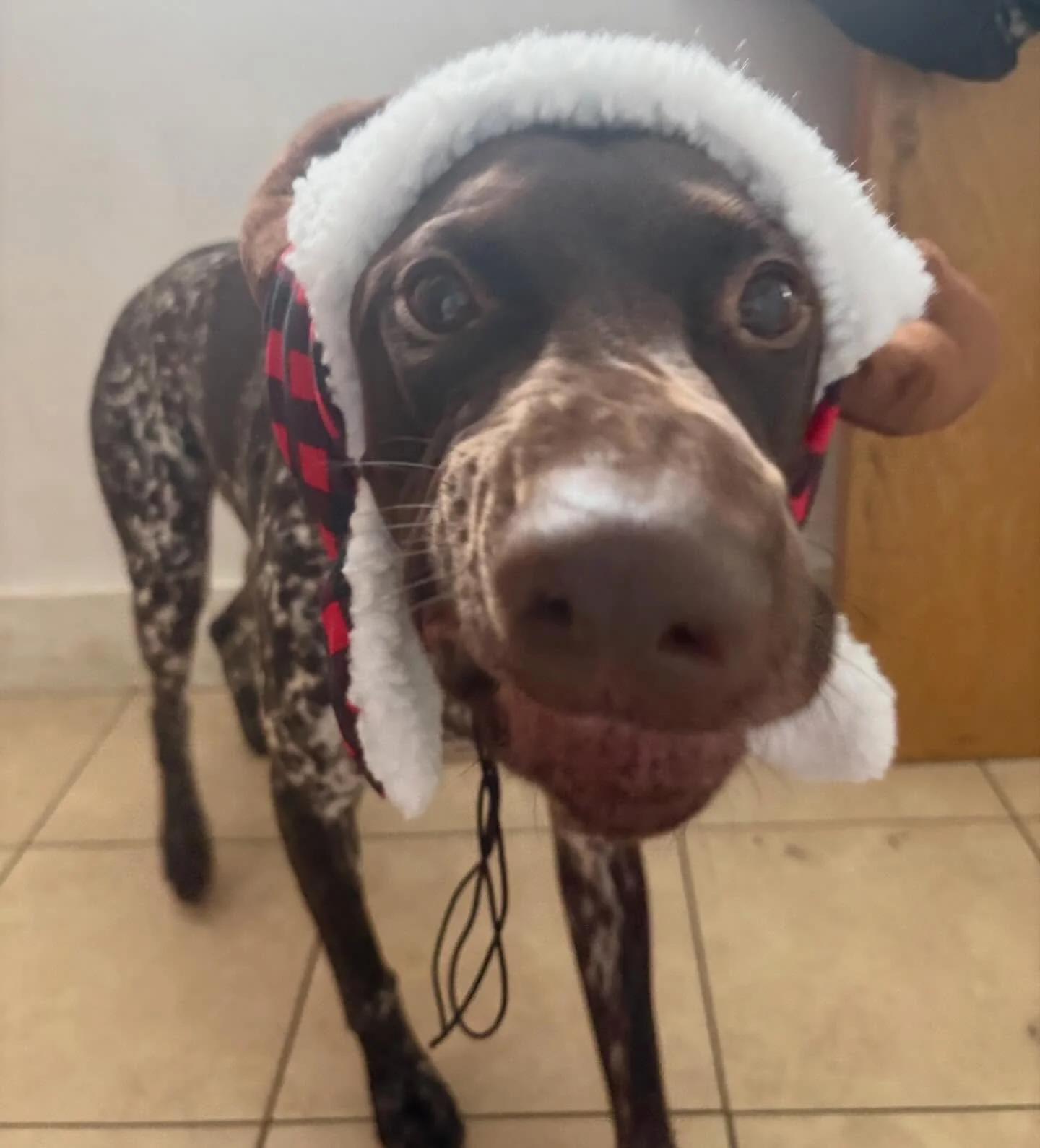 Hanky 🎁

#donnerdog #dogpack #dogwalkingtruckee #truckee #furfriends truckeetahoedogs tahoedogs furbabies lakedogs mountainadventures
truckeedogsitting truckeedogwalking