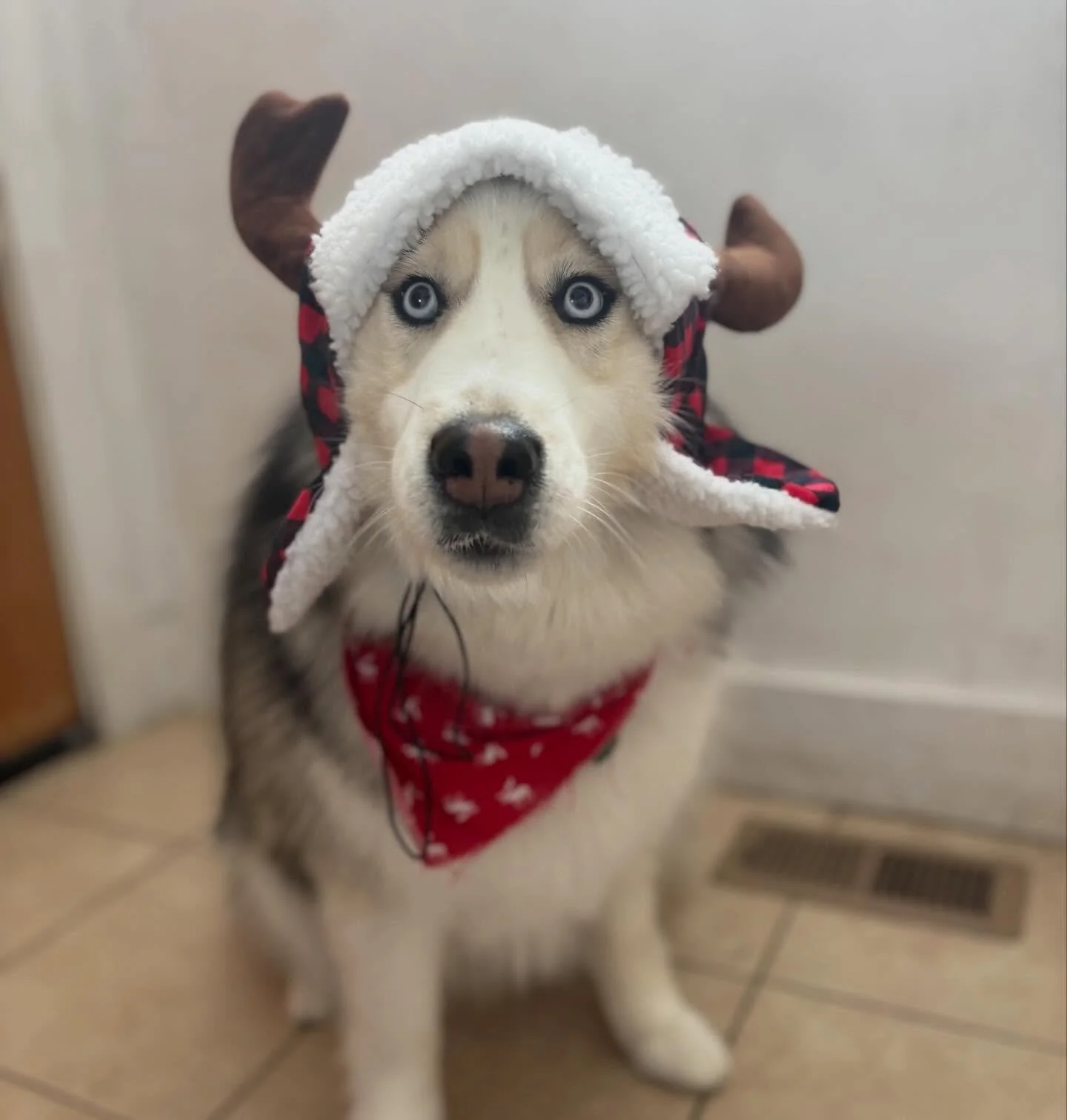 Bailey O. 🎄

#donnerdog #dogpack #dogwalkingtruckee #truckee #furfriends truckeetahoedogs tahoedogs furbabies lakedogs mountainadventures
truckeedogsitting truckeedogwalking