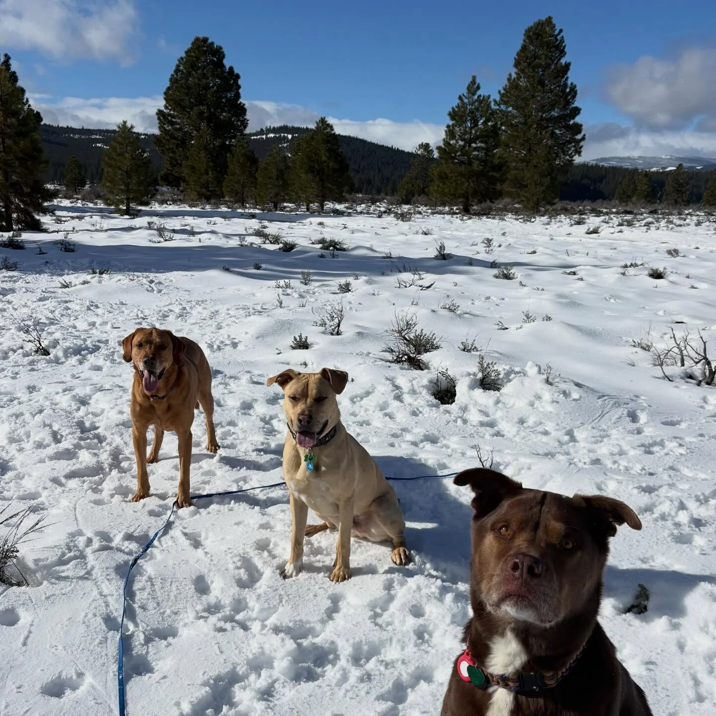 The Wednesday boys :) 

#dogpack #dogwalkingtruckee #furfriends #truckeetahoedogs #tahoedogs