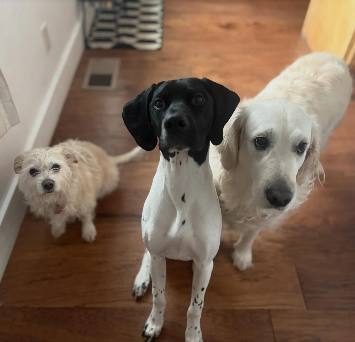 Barbara, Toby, and Chloe 💞

#dogpack #dogwalkingtruckee #furfriends #truckeetahoedogs #tahoedogs