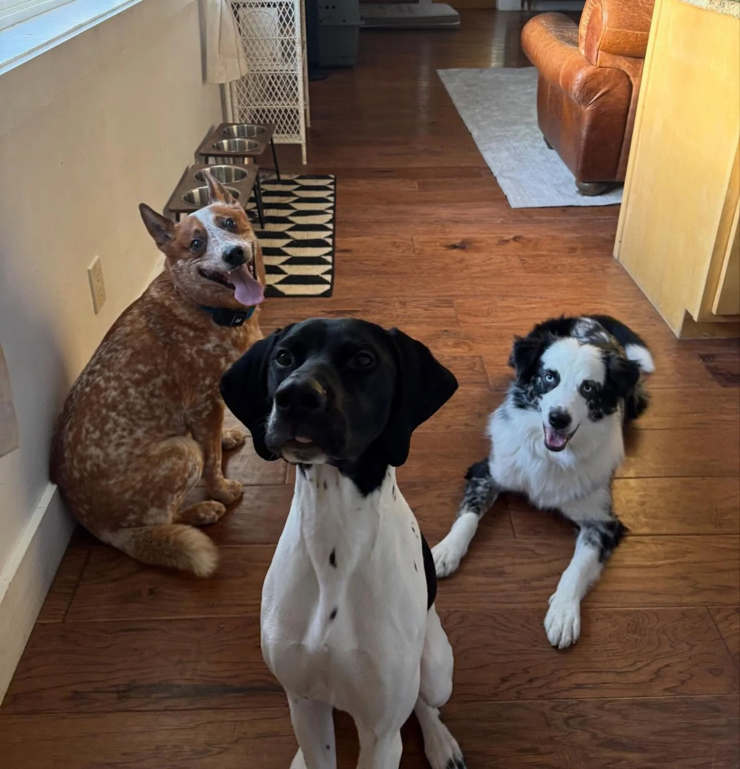 Ralph, Toby &amp; Rio 😋

 #dogwalkingtruckee ##dogpackfurfriends #truckeetahoedogs #tahoedogs
