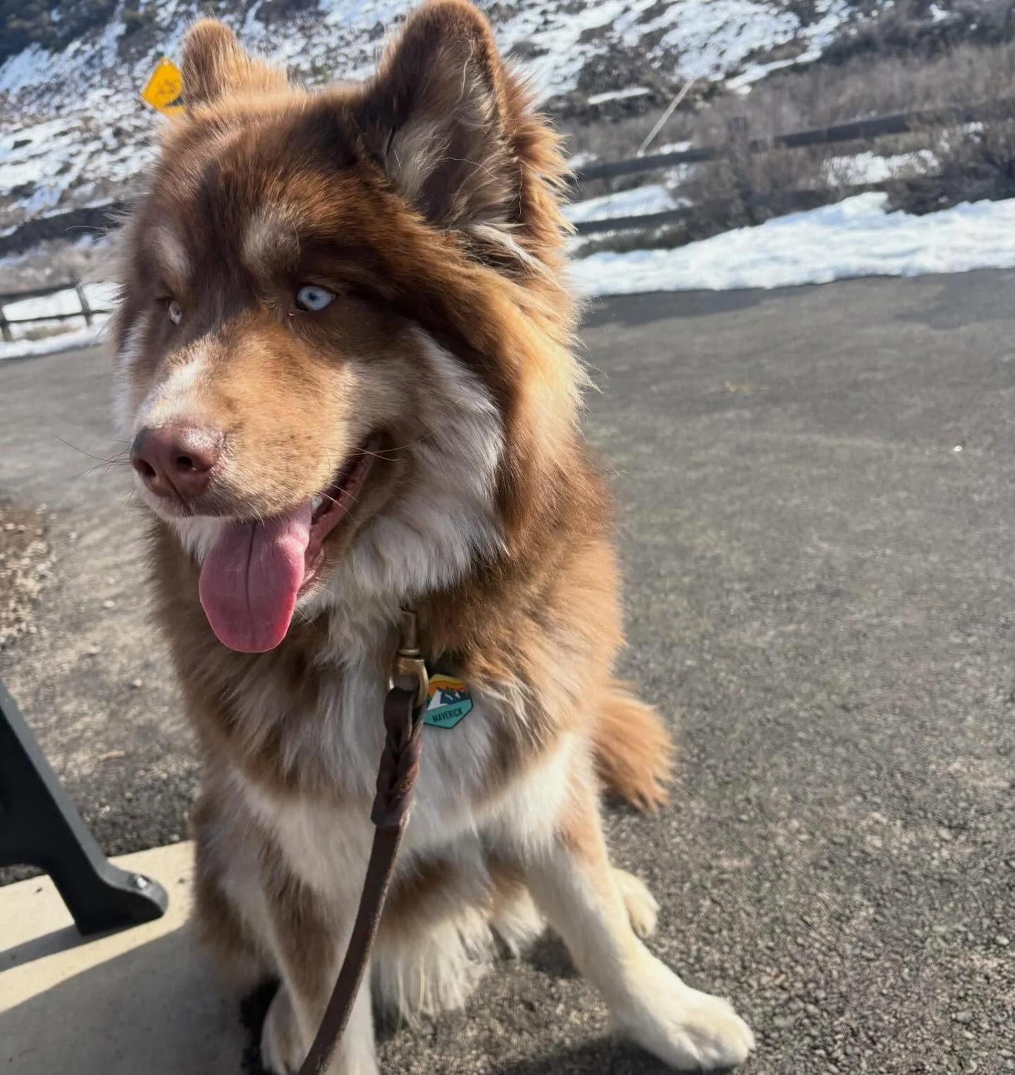 Maverick 🩵 

#furbabies #lakedogs #mountainadventures
#truckeedogsitting #truckeedogwalking