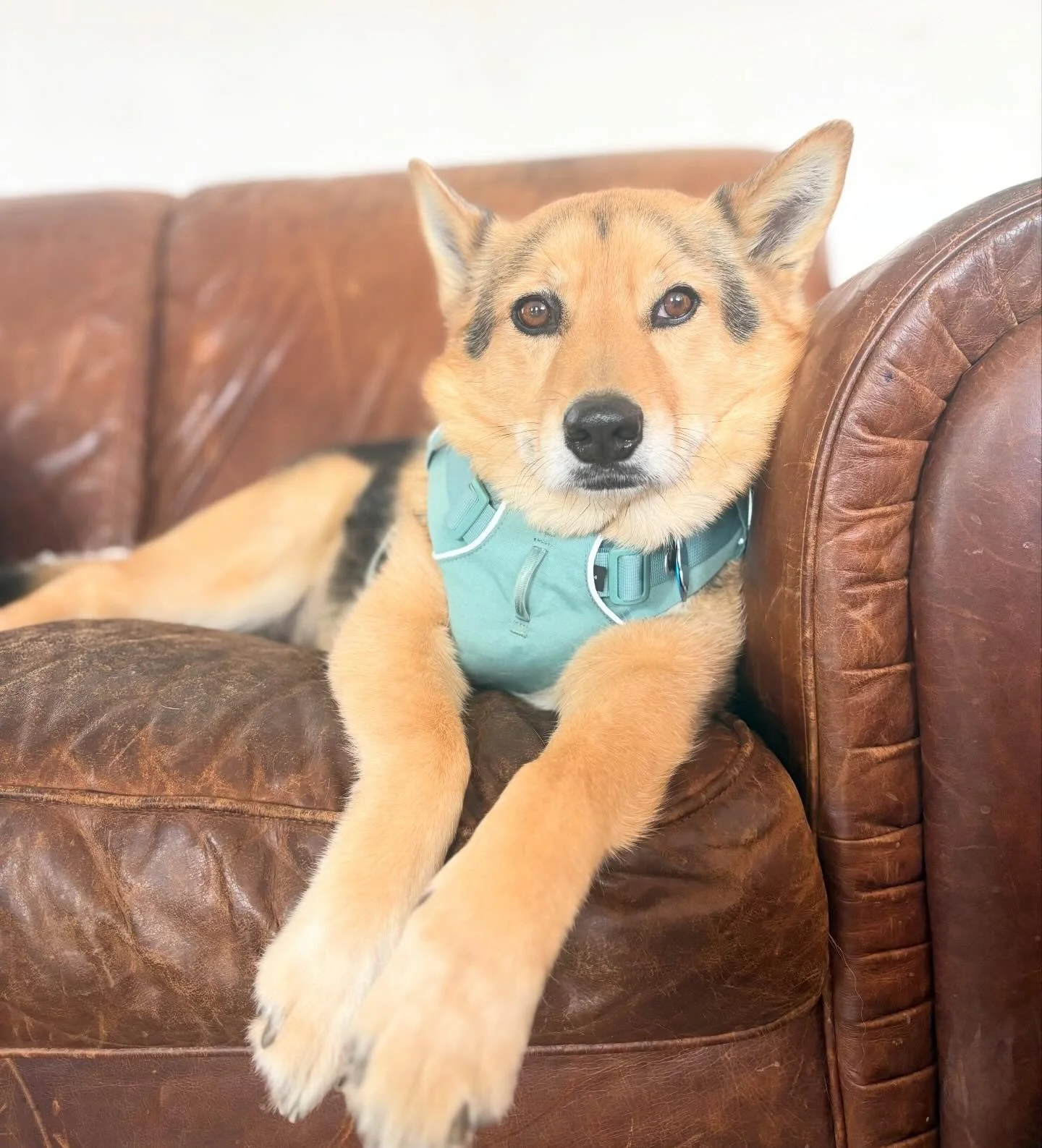 JUNEAU 🩷🐾 

#dogwalkingtruckee #dogpackfurfriends #truckeetahoedogs #tahoedogs