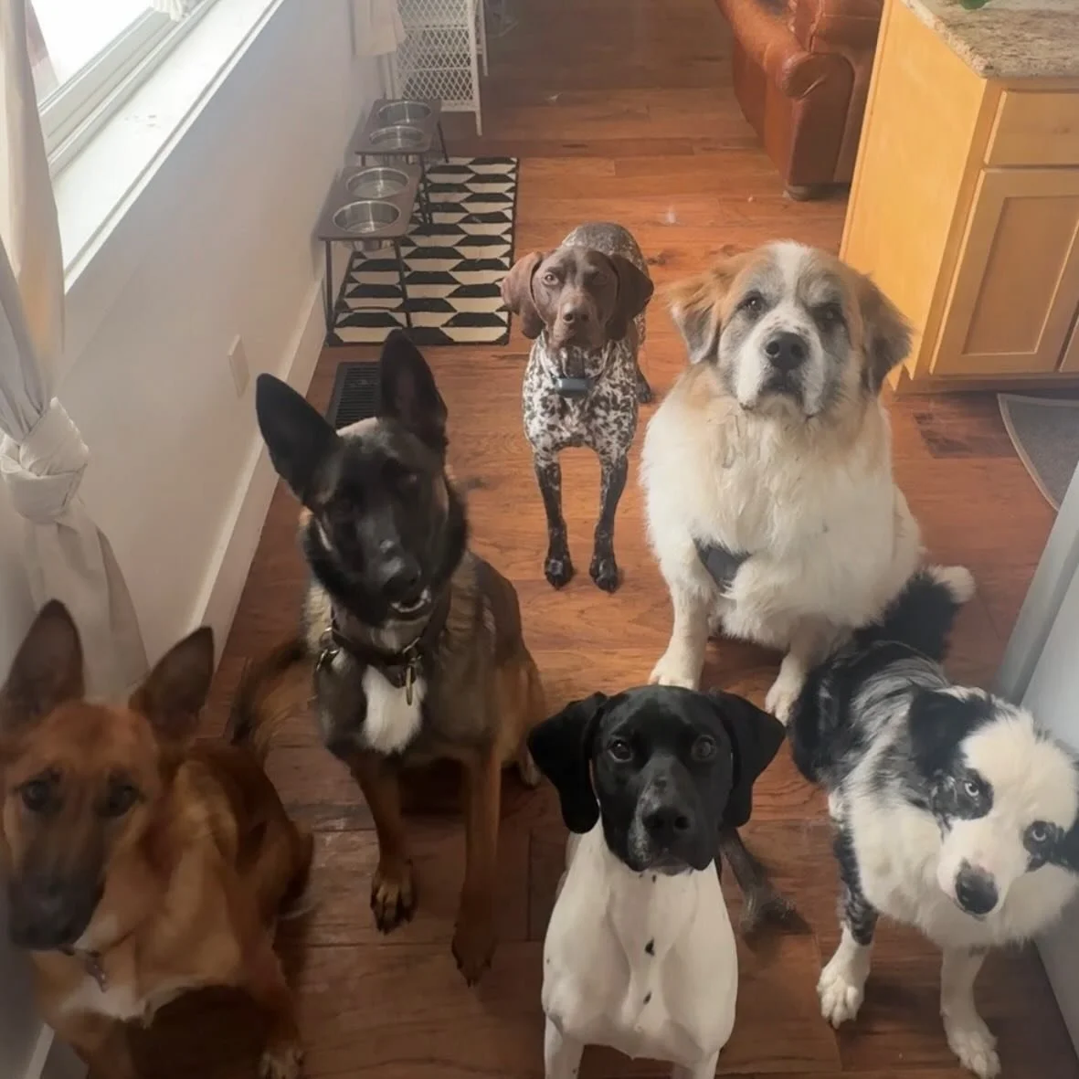 The crew 🐾 

#furbabies #lakedogs #mountainadventures
#truckeedogsitting #truckeedogwalking