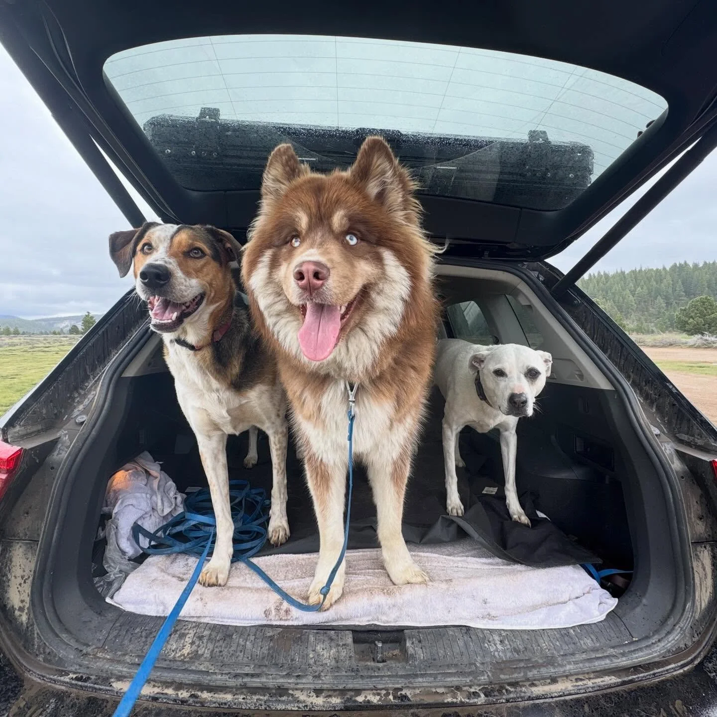 Bo, Maverick &amp; Rosie 🐾✨ 

#furbabies #lakedogs #mountainadventures
#truckeedogsitting #truckeedogwalking