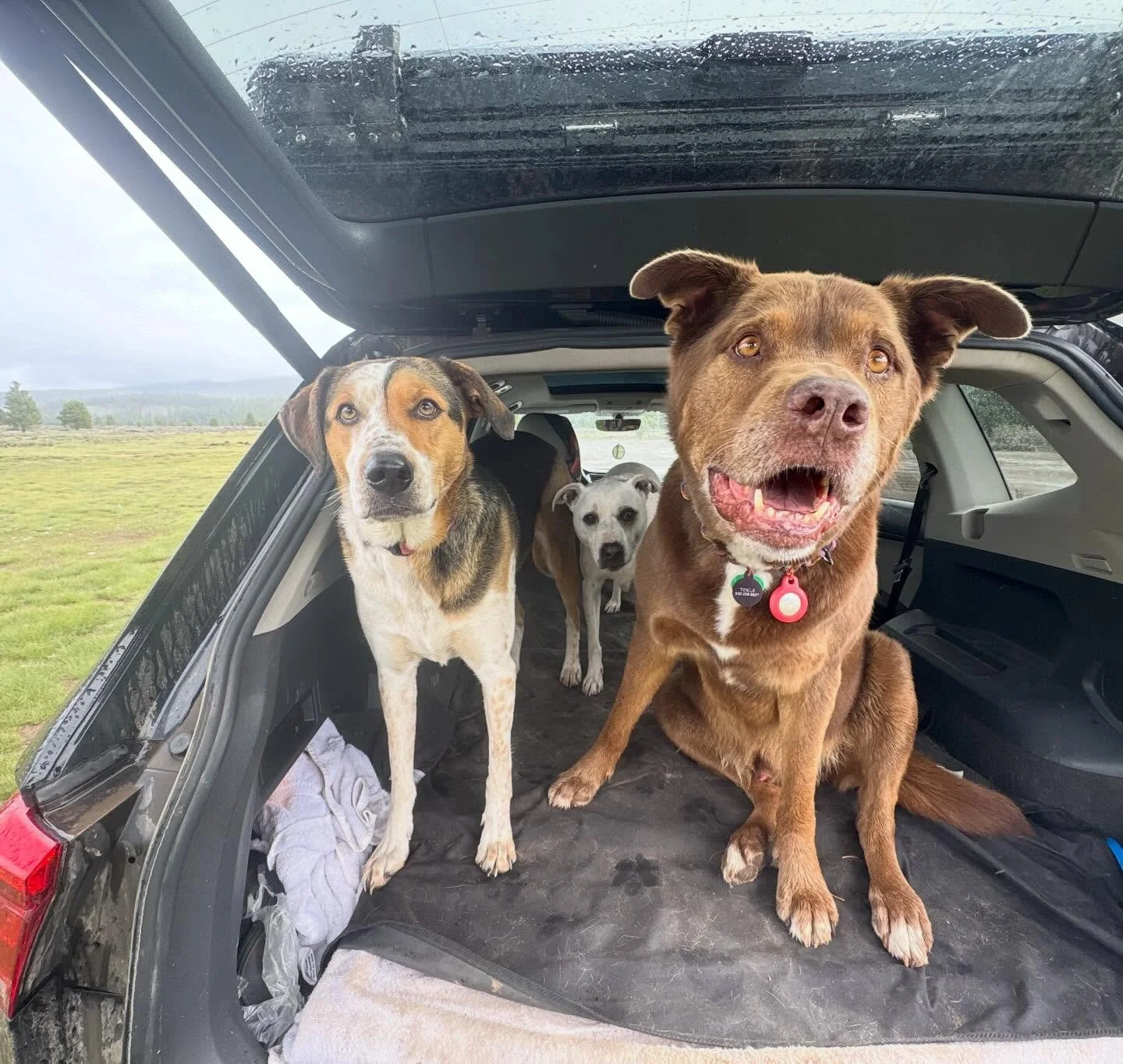 Rain Pawty!!! 💧

🐾 - Bo, Rosie &amp; smiley boy Toklo 

#furbabies #lakedogs #mountainadventures
#truckeedogsitting #truckeedogwalking