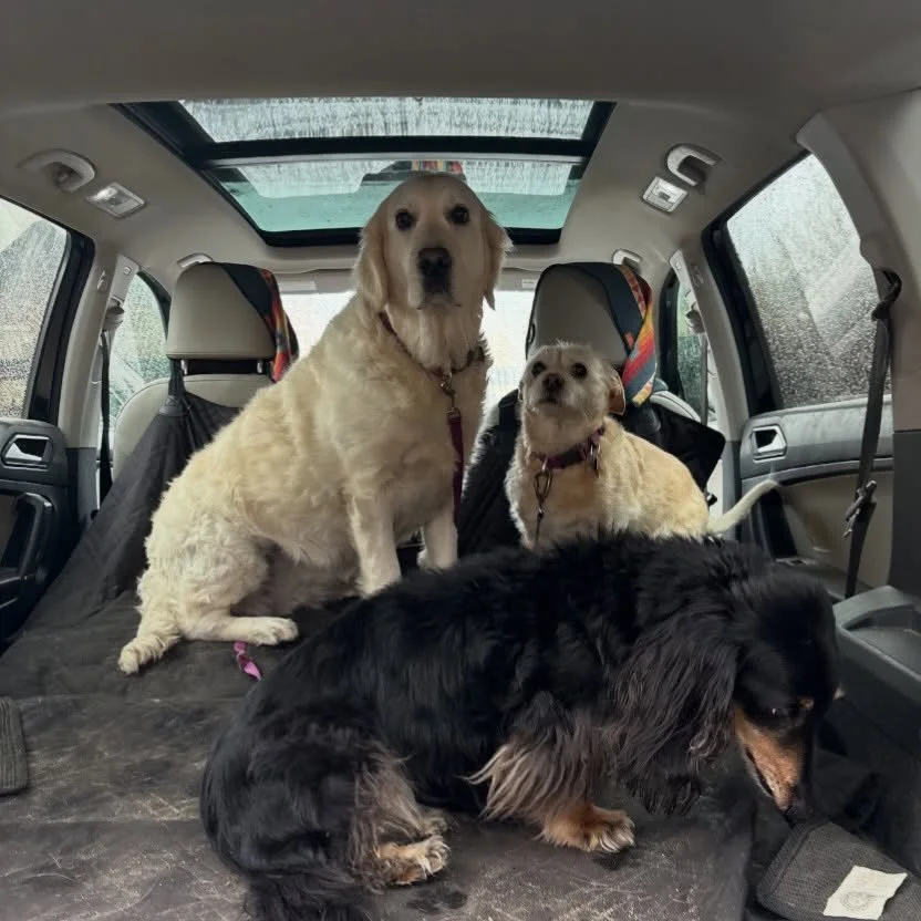 Wolfy is being a little camera shy with his ladies Chloe &amp; Barb 💓🐾 

#furbabies #lakedogs #mountainadventures
#truckeedogsitting #truckeedogwalking