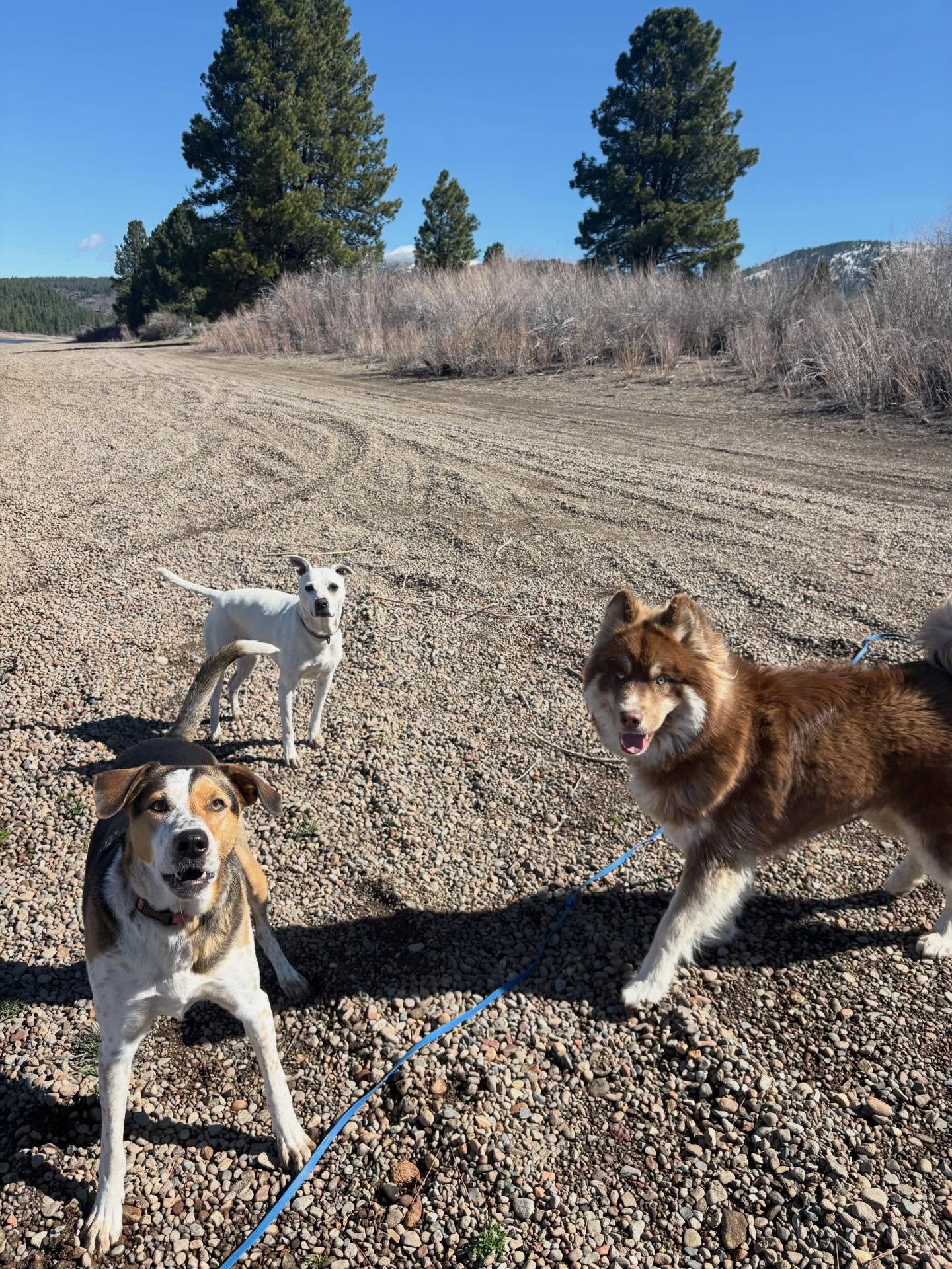 Bo, Rosie &amp; Maverick ✨🐾

#furbabies #lakedogs #mountainadventures
#truckeedogsitting #truckeedogwalking