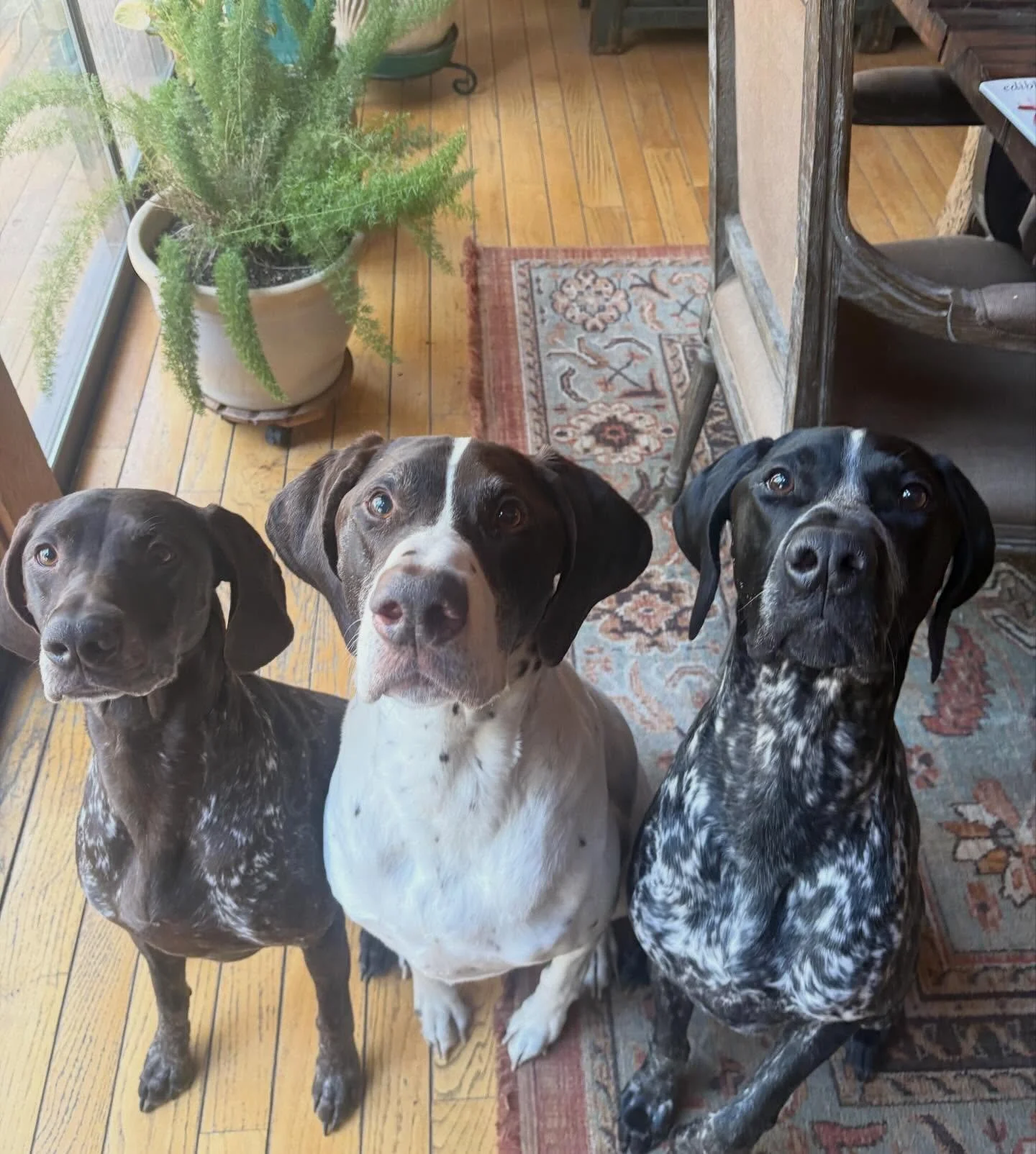 Miss Charlie, Brody, and Mylo 🐾❤️&zwj;🔥
@gspbrody_charlie_mylo x @ridgecrestbirddogs 

#furbabies #lakedogs #mountainadventures
#truckeedogsitting #truckeedogwalking