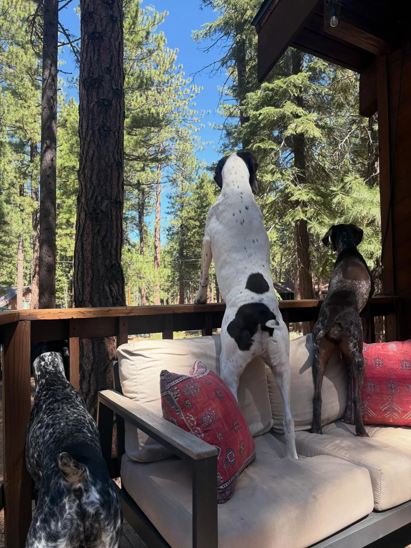 pointer butts make me go nuts 🐾✨ 

@gspbrody_charlie_mylo doing bird dog things ❤️ 

#furbabies #lakedogs #mountainadventures
#truckeedogsitting #truckeedogwalking