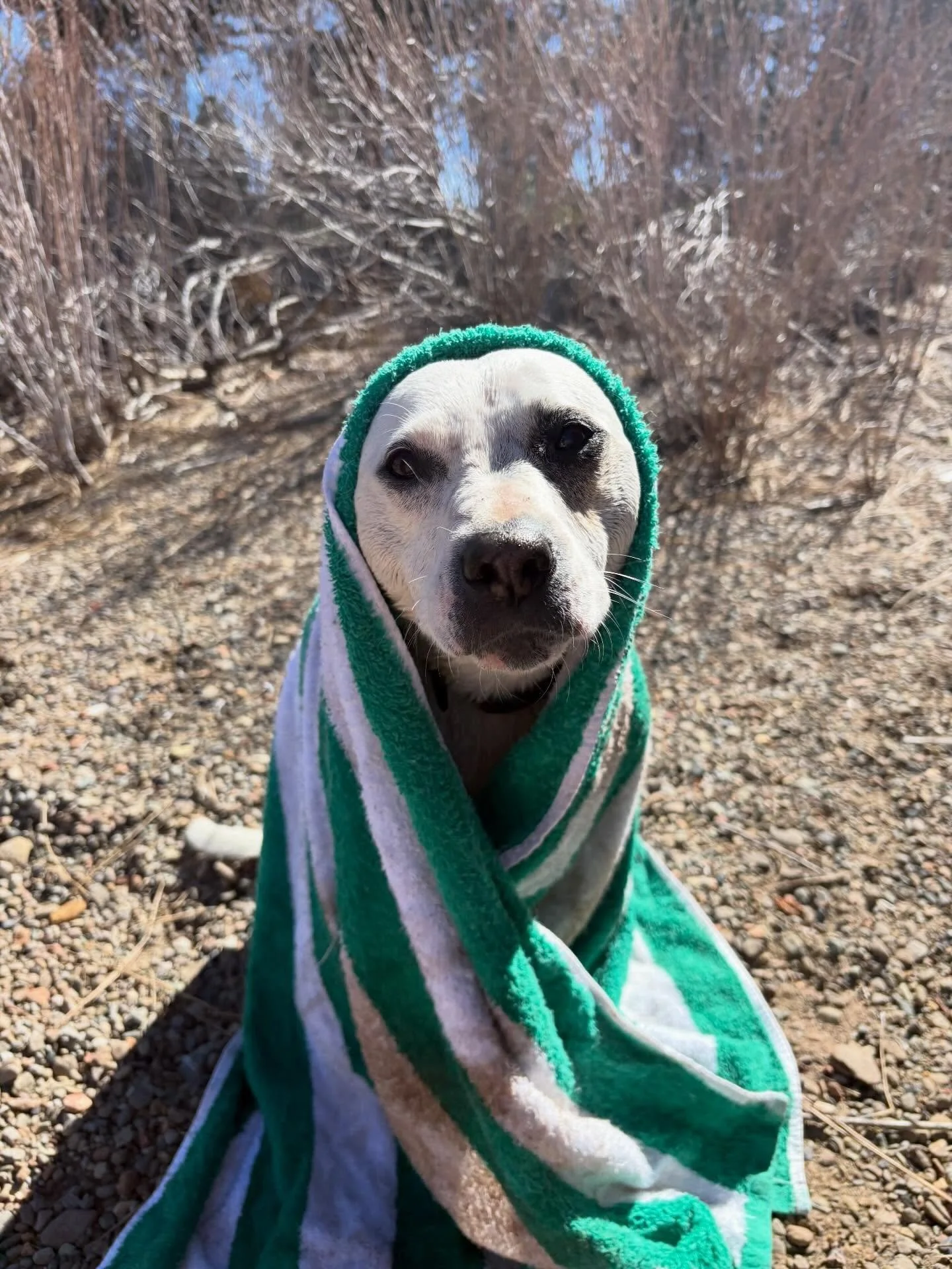 Rosie 💚 

#furbabies #lakedogs #mountainadventures
#truckeedogsitting #truckeedogwalking