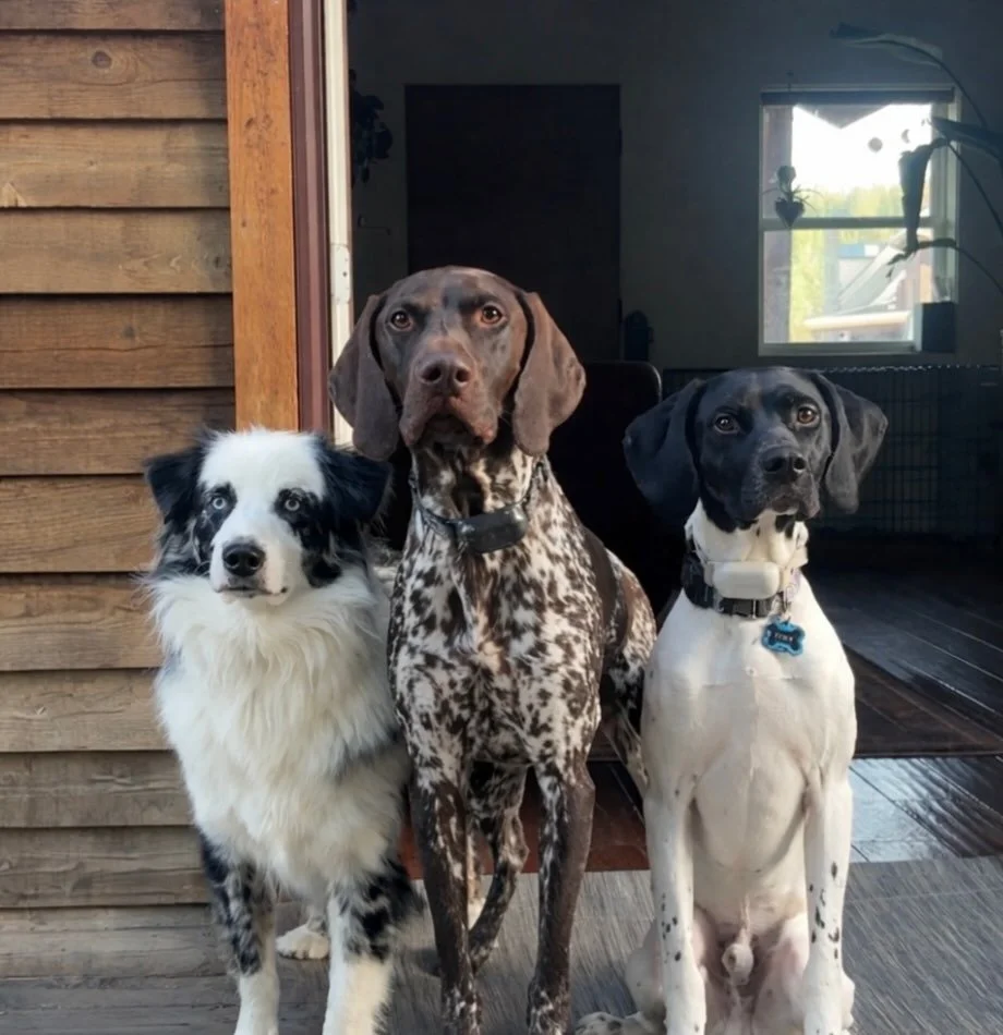 Rarely do I get a photo of ALL my boys together&hellip; ❤️ 

Rio, Hanky &amp; Toby 🐾✨

#furbabies #lakedogs #mountainadventures
#truckeedogsitting #truckeedogwalking