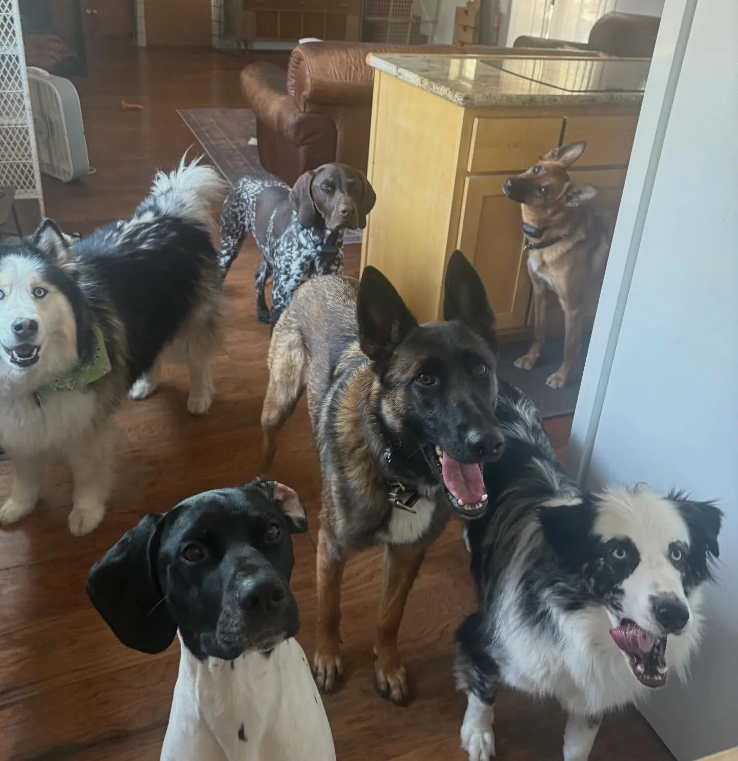 Bailey, Hanky, Toby, Waylon, Rio &amp; Wilma 💓🐾✨ 

#furbabies #lakedogs #mountainadventures
#truckeedogsitting #truckeedogwalking