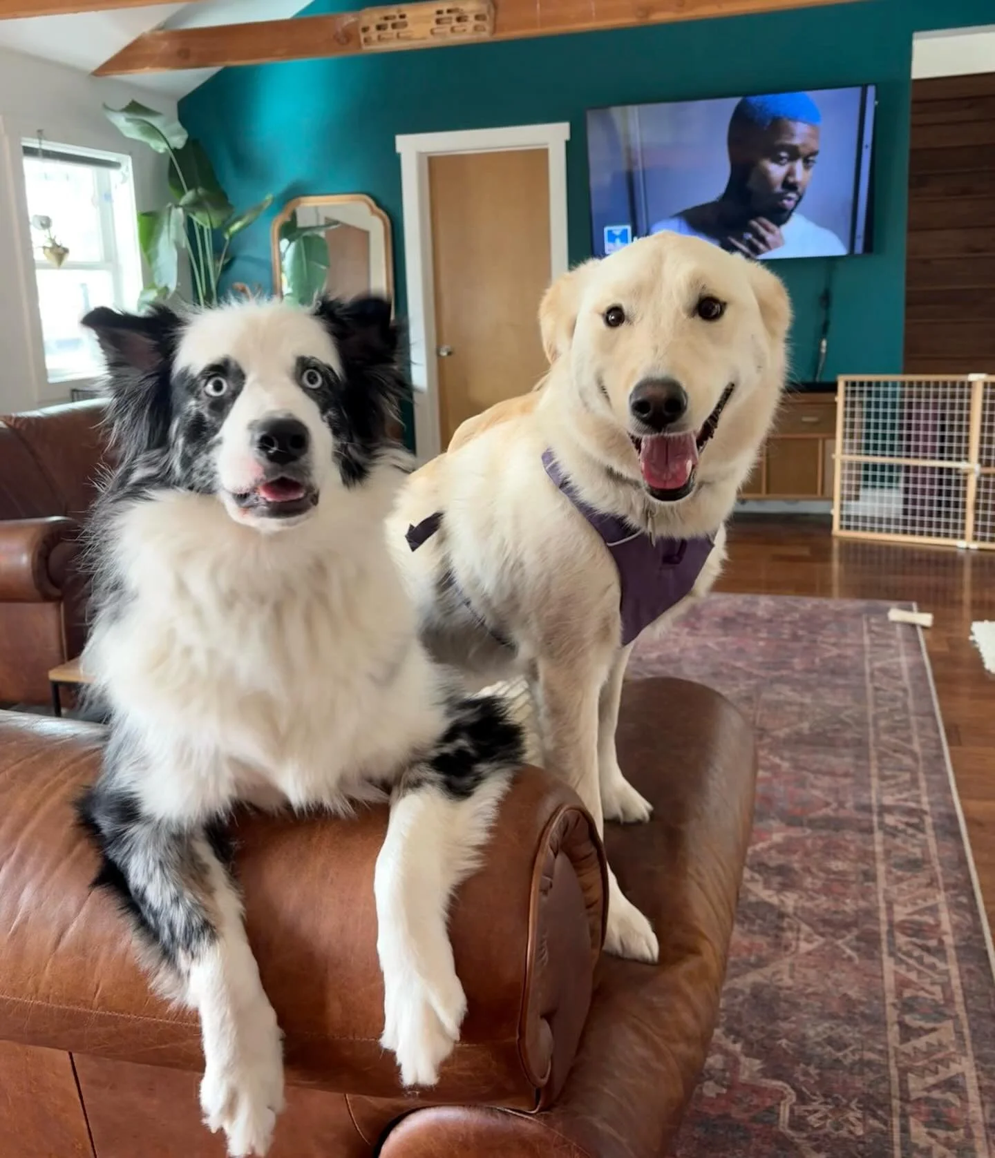 Rio &amp; Izzy - LOVERS 🥰 

#furbabies #lakedogs #mountainadventures
#truckeedogsitting #truckeedogwalking