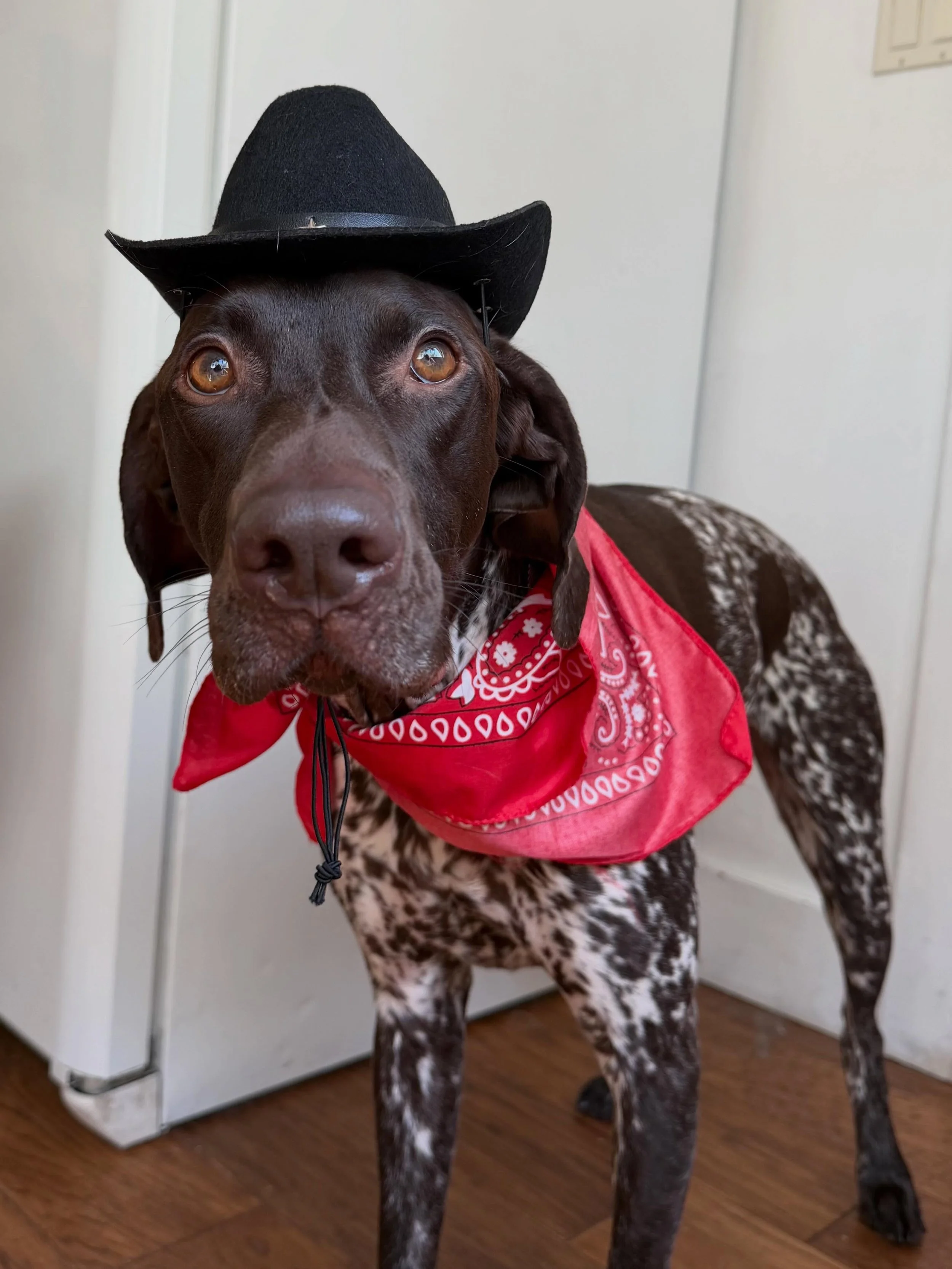 Hank 🤠 

#furbabies #lakedogs #mountainadventures
#truckeedogsitting #truckeedogwalking