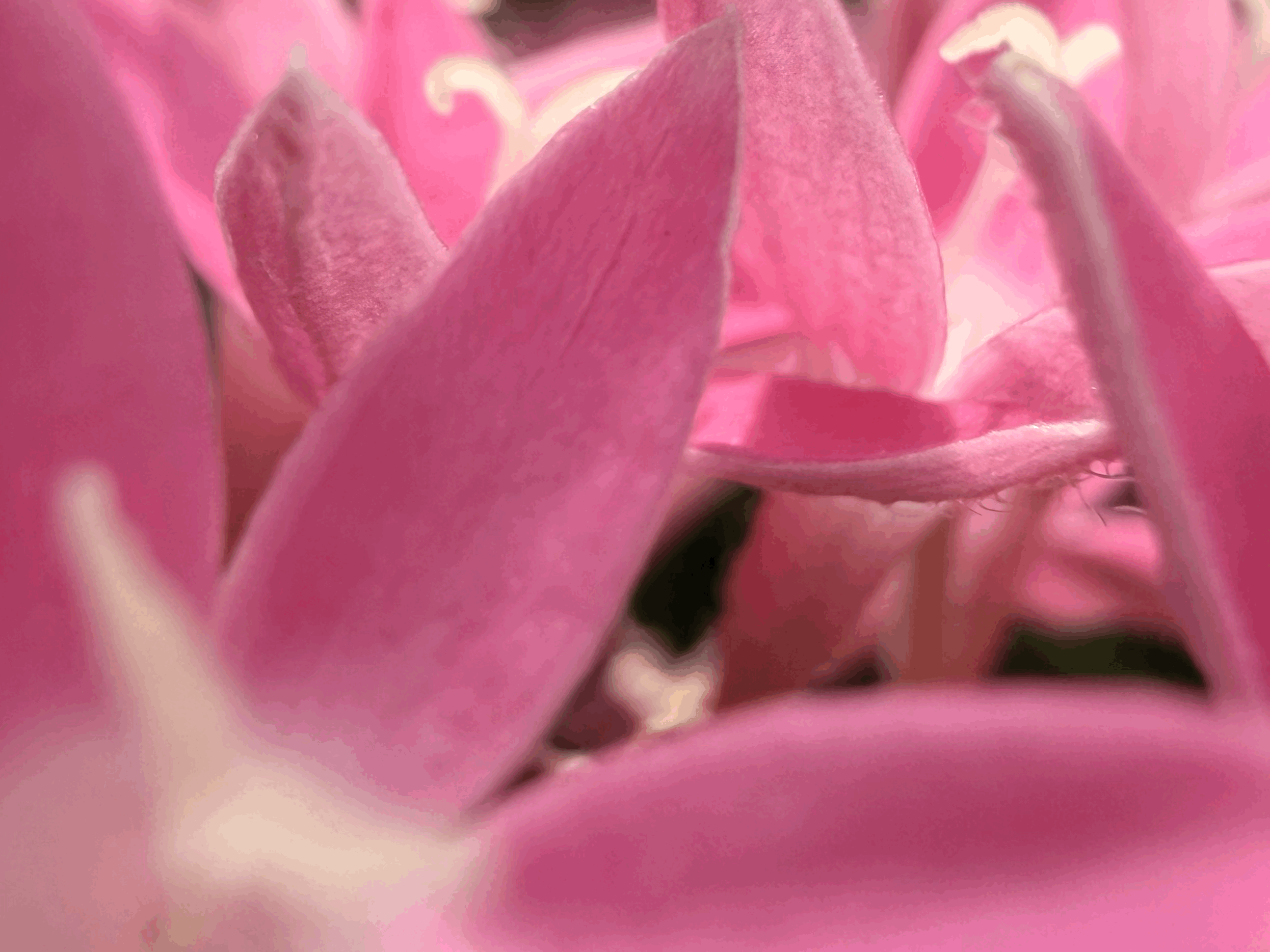 Soul of the Earth : Day Seven