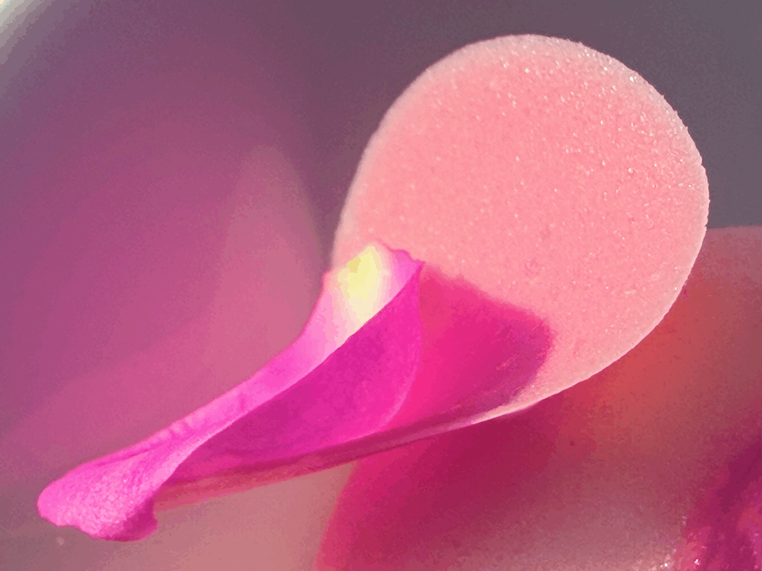 Soul of the Earth : Day Eight