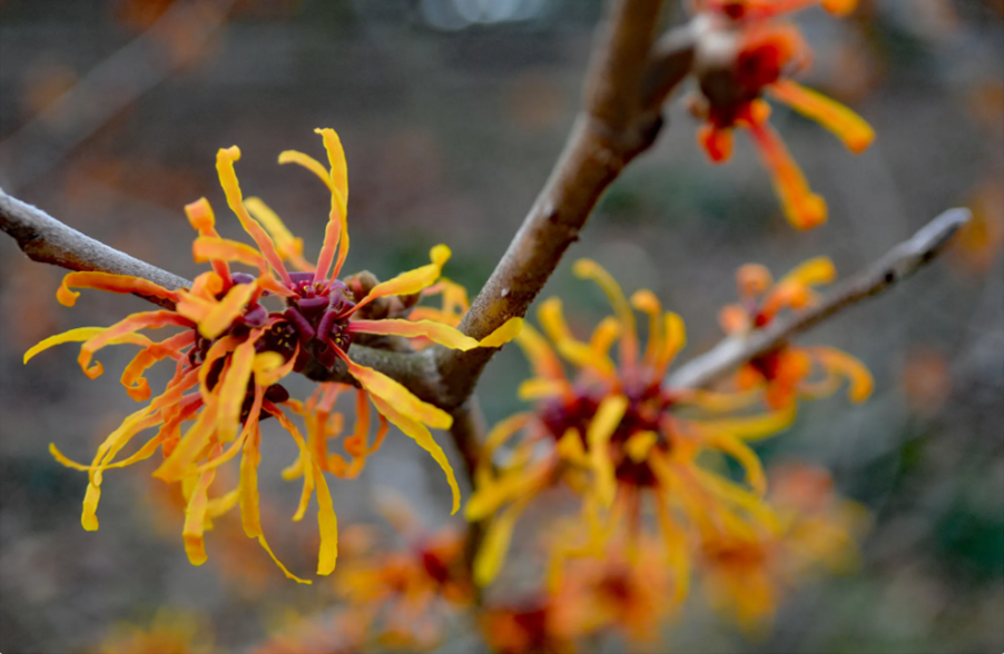Special Garden Tour: Witch Hazels